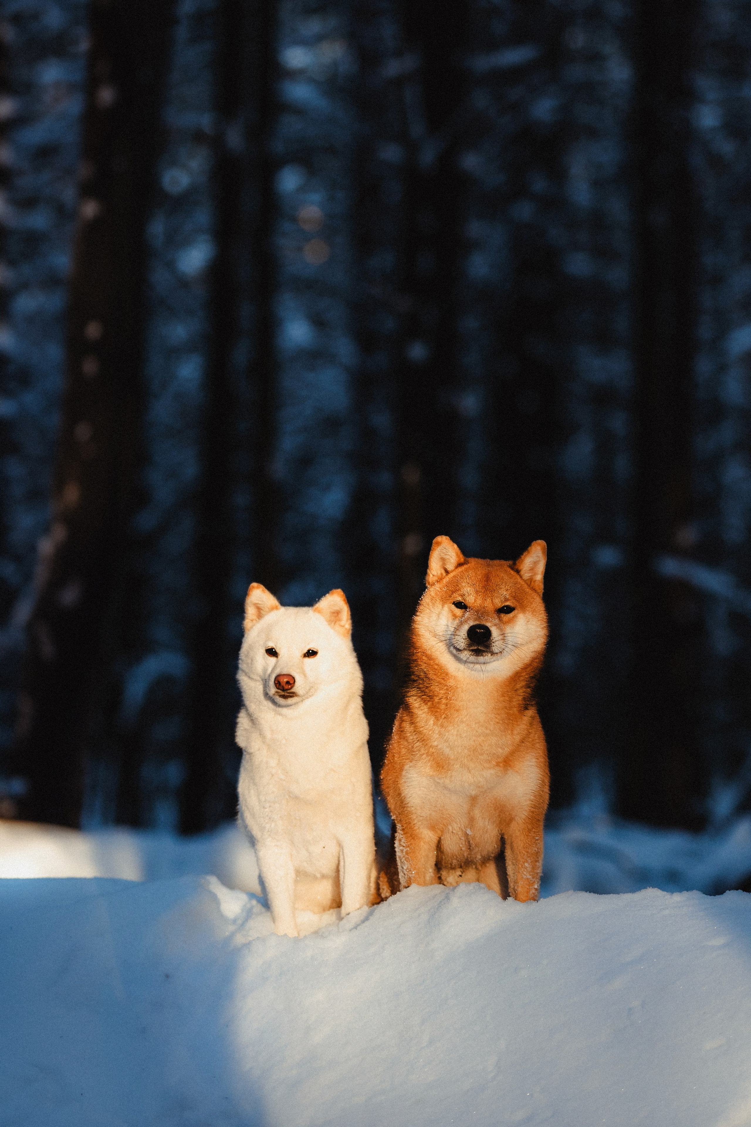 Шед, Цири и Ира