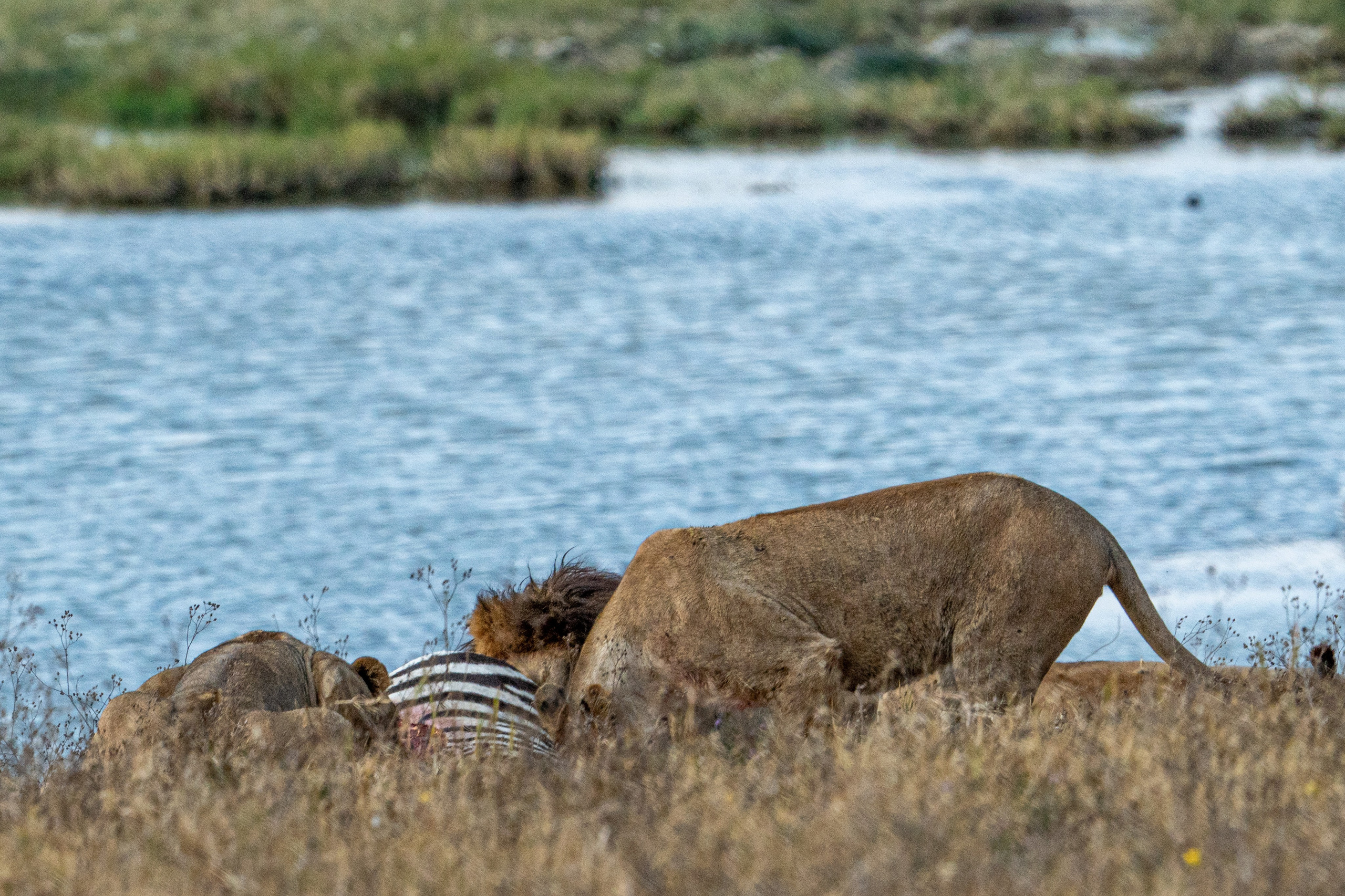 Танзания, сафари, 2025. Творческие сьемки