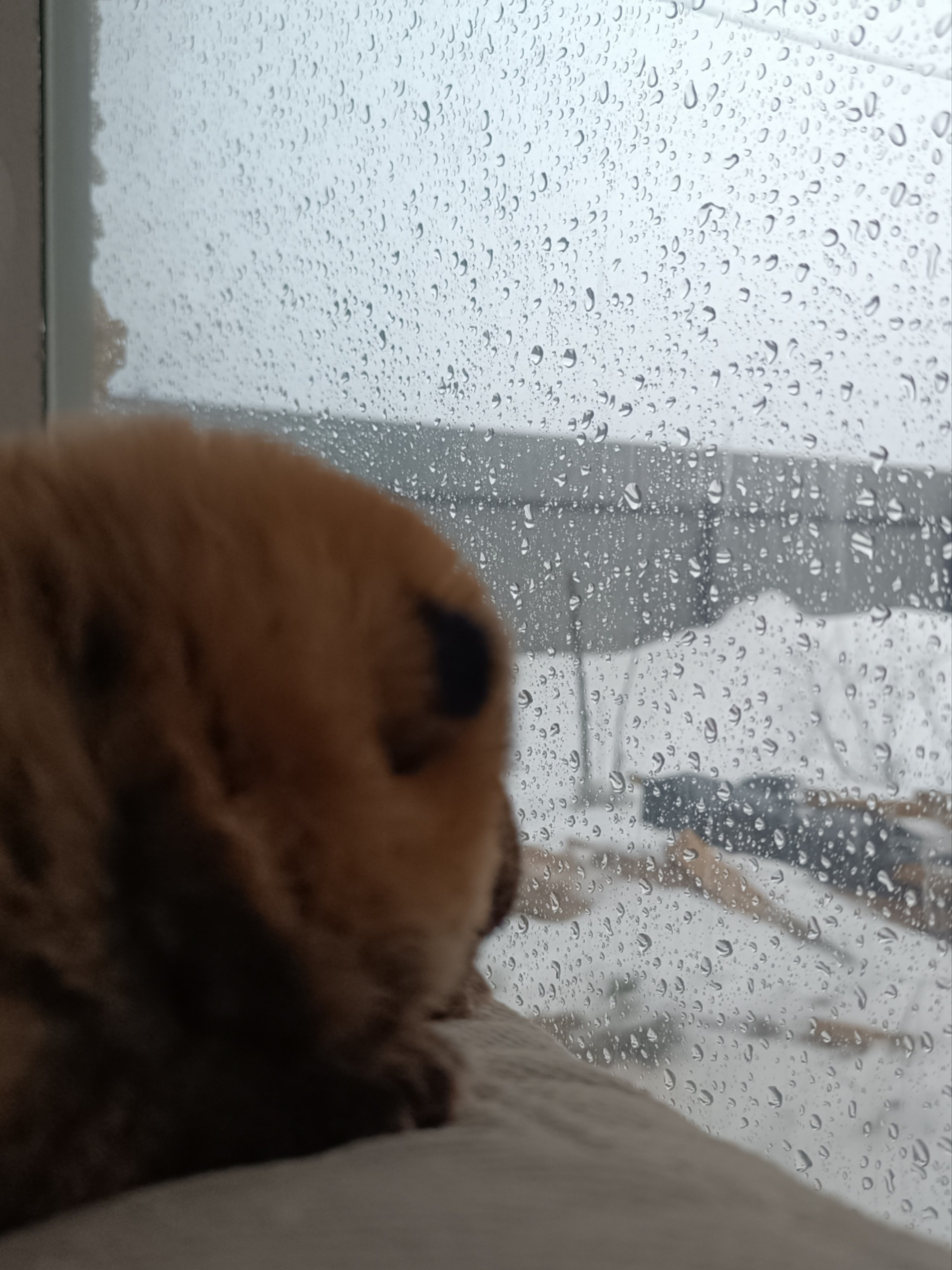 Сиба Rubylight Everest питомник Рубилайт 