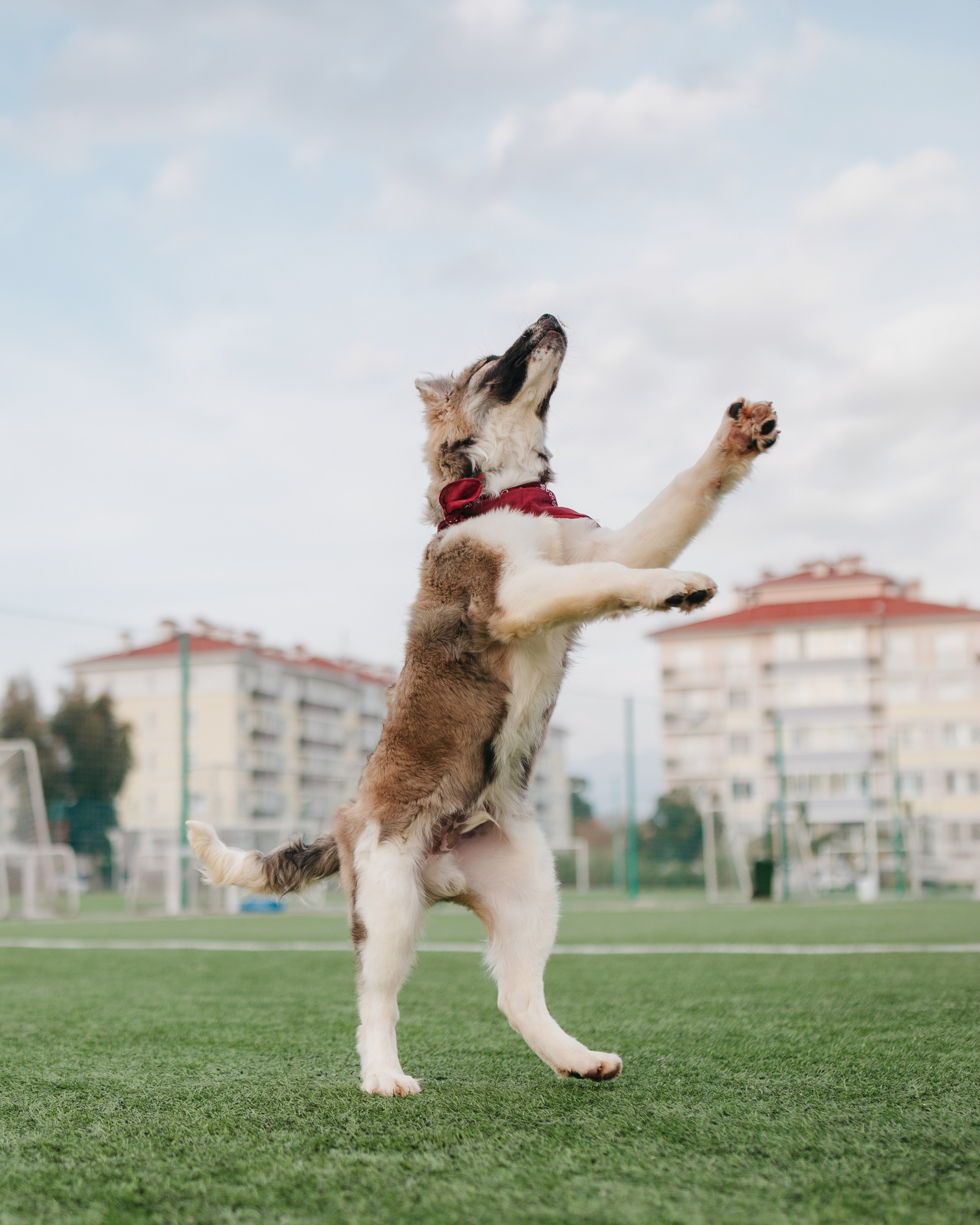 Животные. Фотограф Сочи-Краснодар