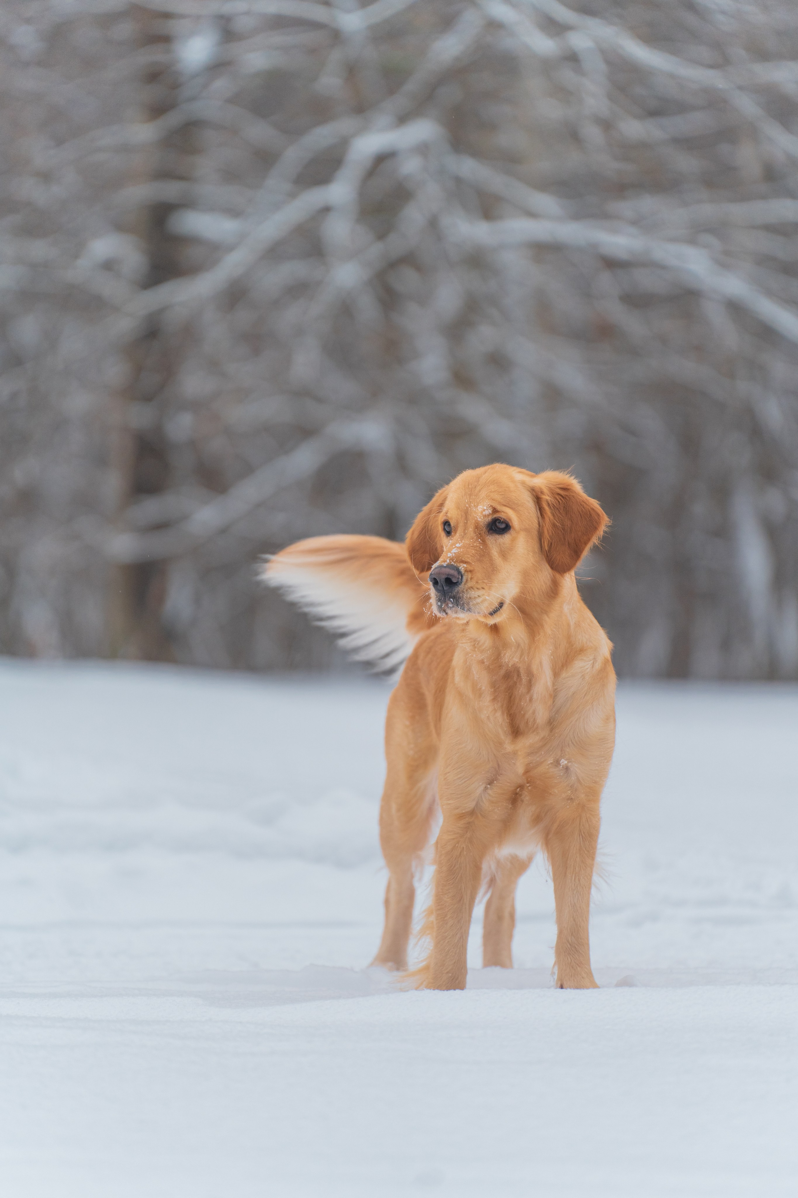 Наталья и Лесли. Фотограф в Москве Ленарская Дарья