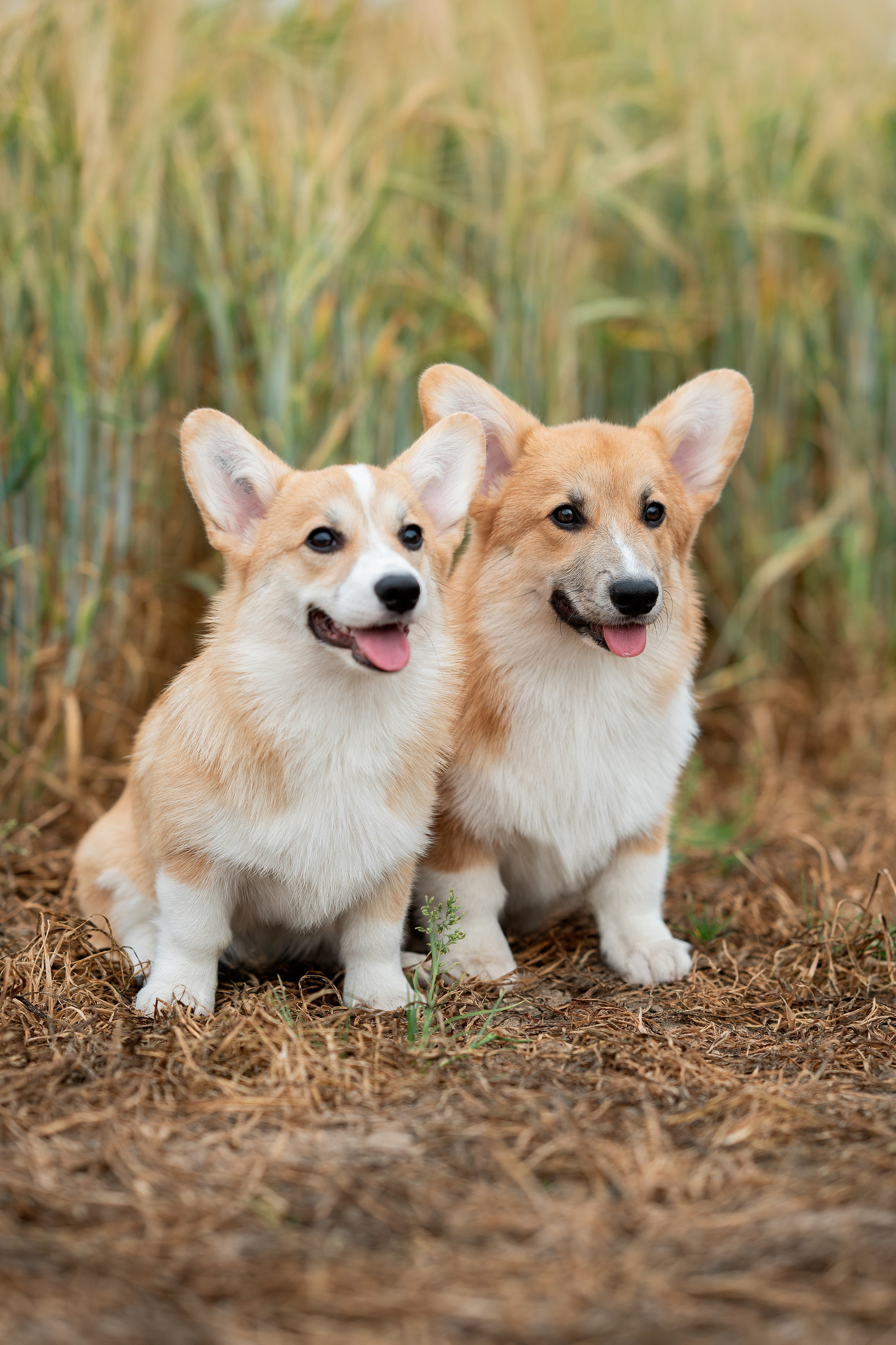 Заводчик Ольга Кушкина. Творческий фотограф Вологда