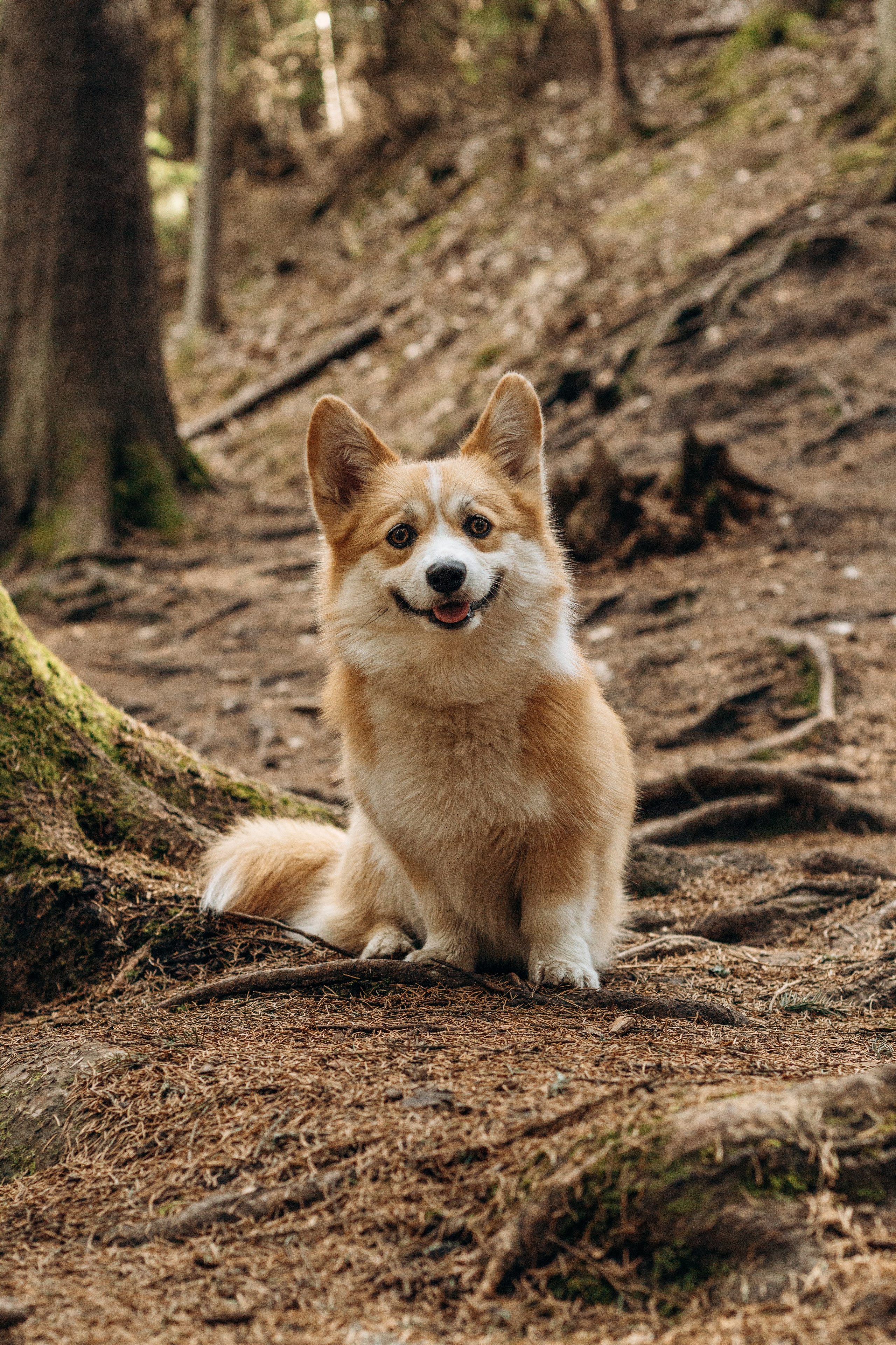 Лиза и Шустрик. Фотограф-анималист в Санкт-Петербурге