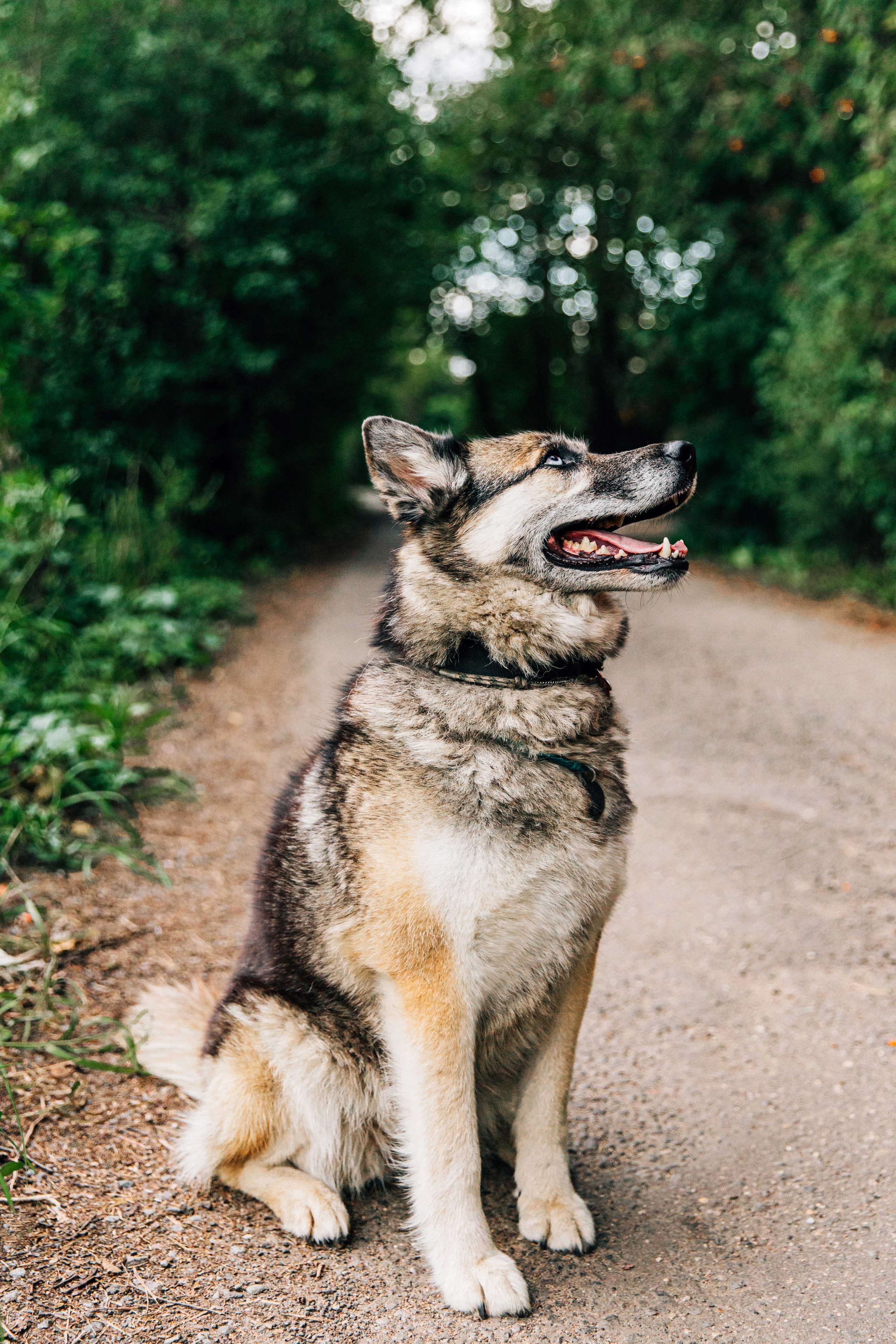 Скай. Фотограф-анималист в Москве Соломонова Варвара