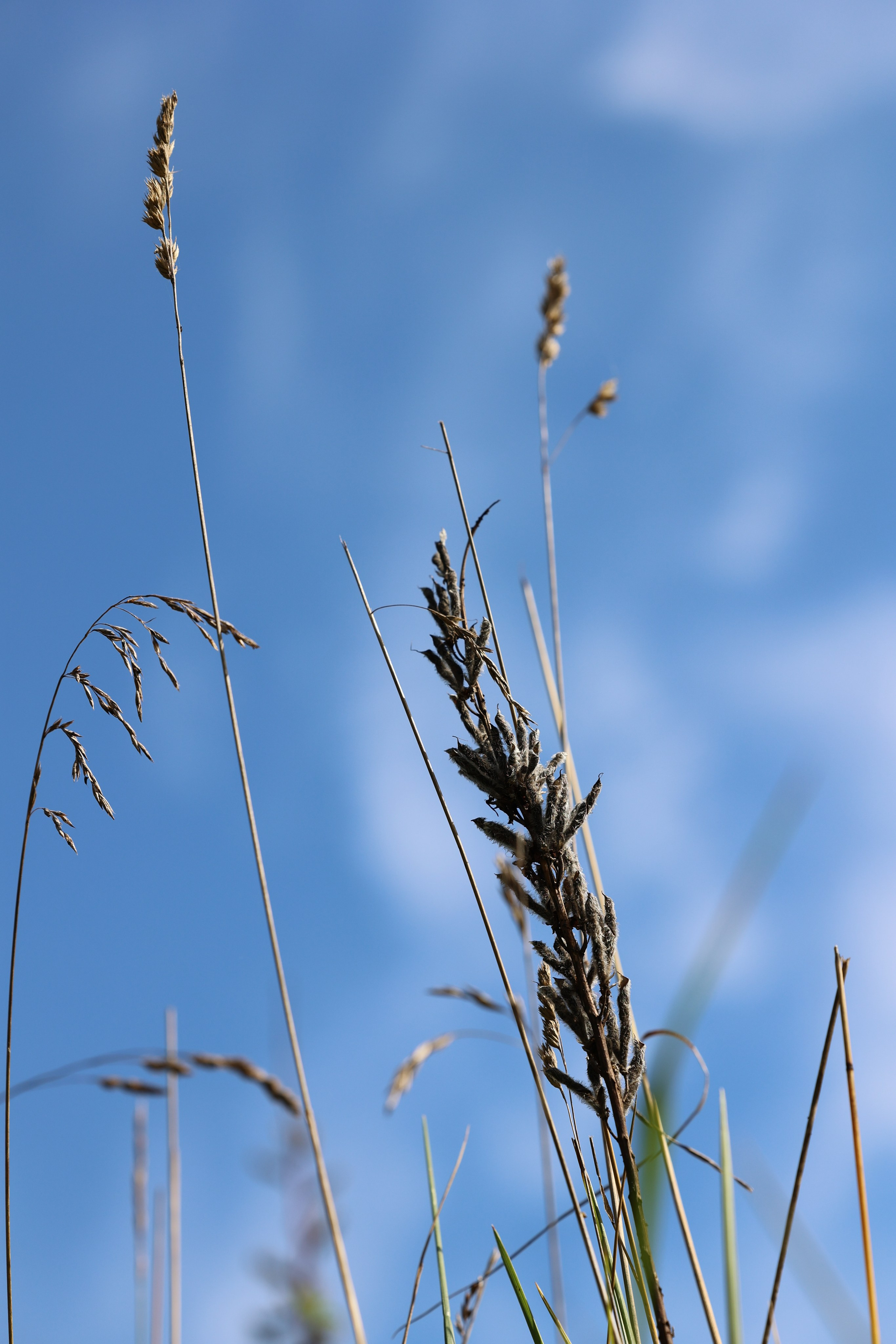 Любимое. Фотограф в Санкт-Петербурге Анна Сосновская