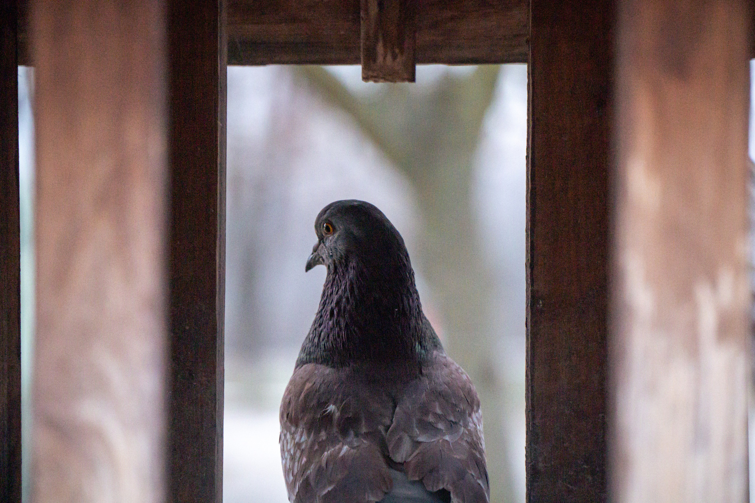 5 вёрст Наташинский 25 января 2025. Роман Капилюшов. Бег. Фото. Видео. г. Люберцы