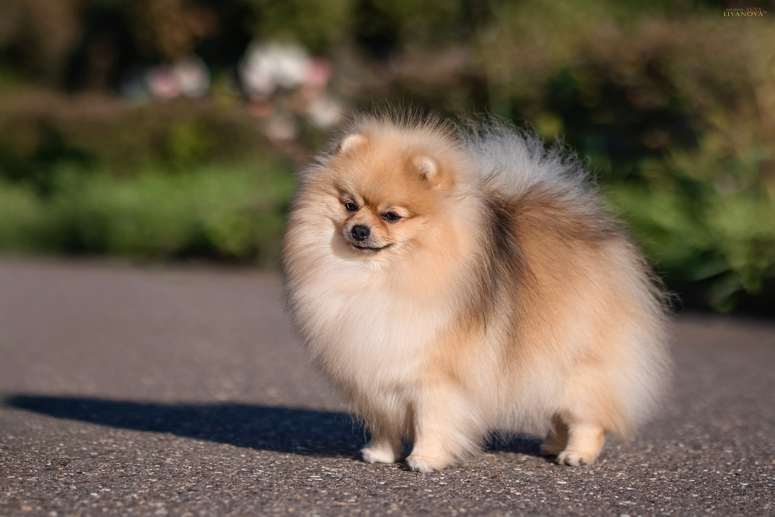 Шпицы. Фотограф анималист Аня Ливанова | Рыбинск