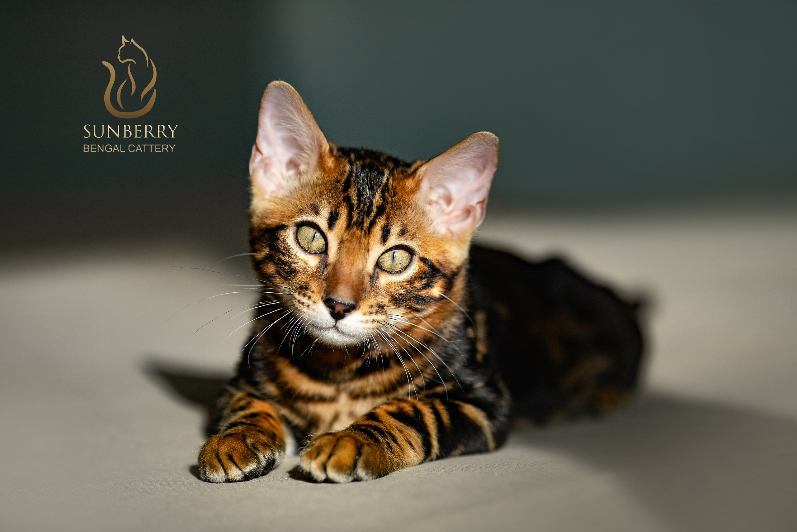 Питомник Бенгальских кошек Минск