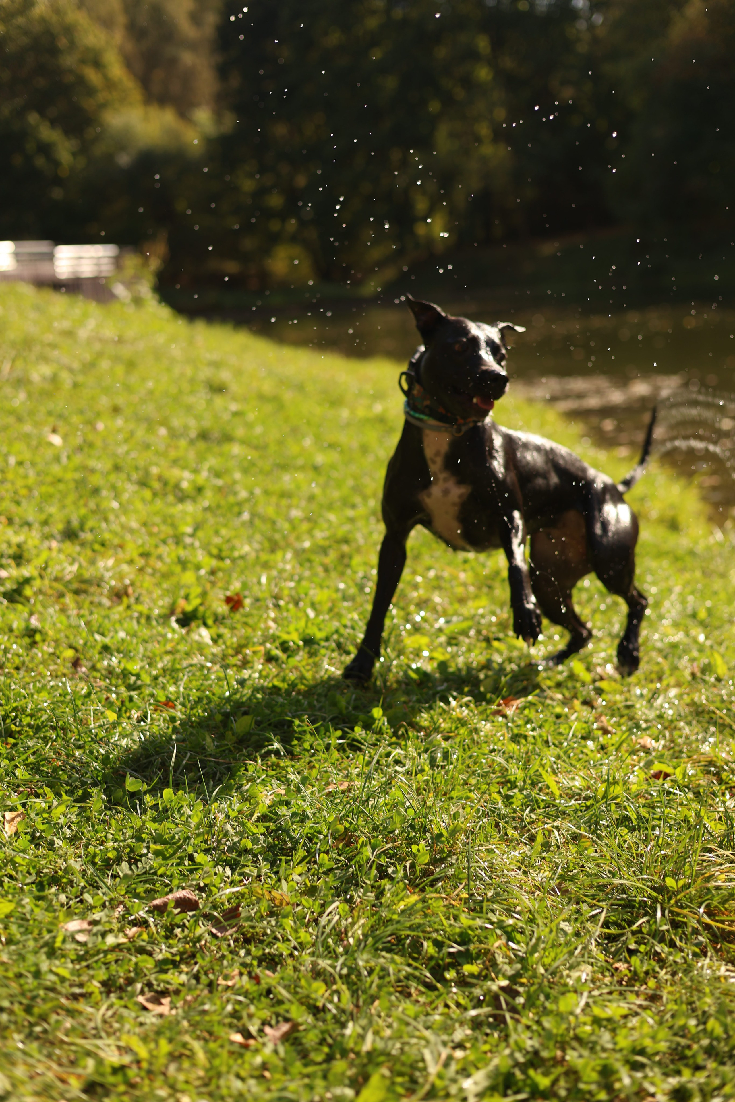 Алена и Бора. Виктория Михайловская. Фотограф-анималист. Москва