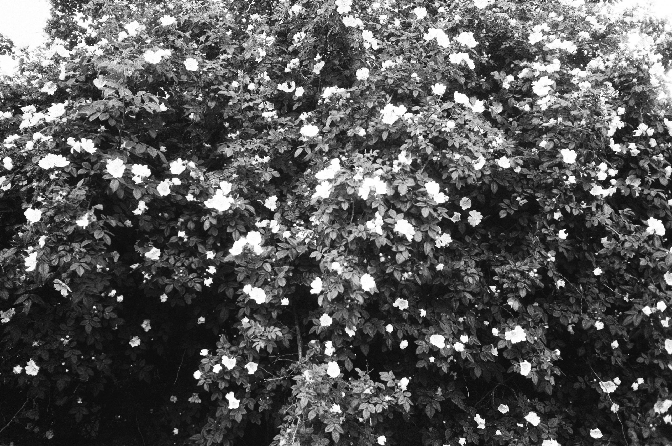 Надя Шумина