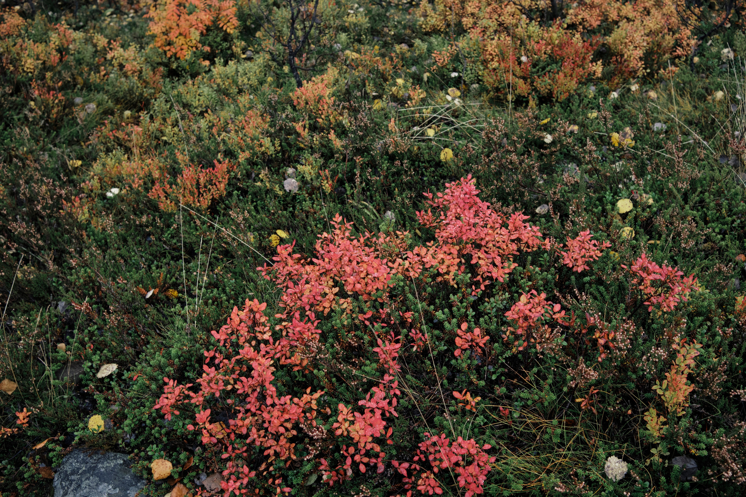 Поездка в Мурманск. Заметки и фото. Елена Павленко. Фотограф. Москва