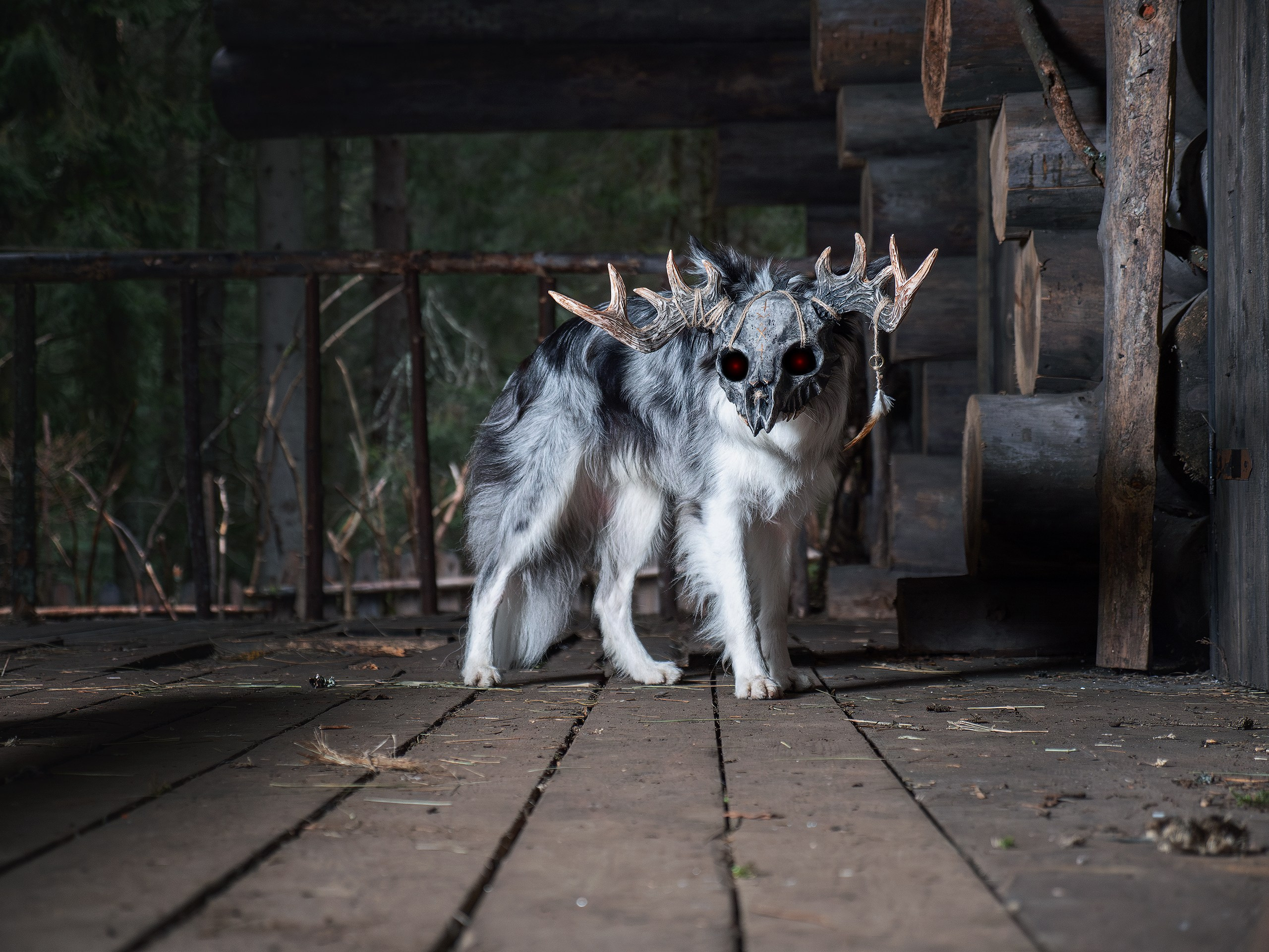Хэллуин. Фотограф анималист Никита Натальный