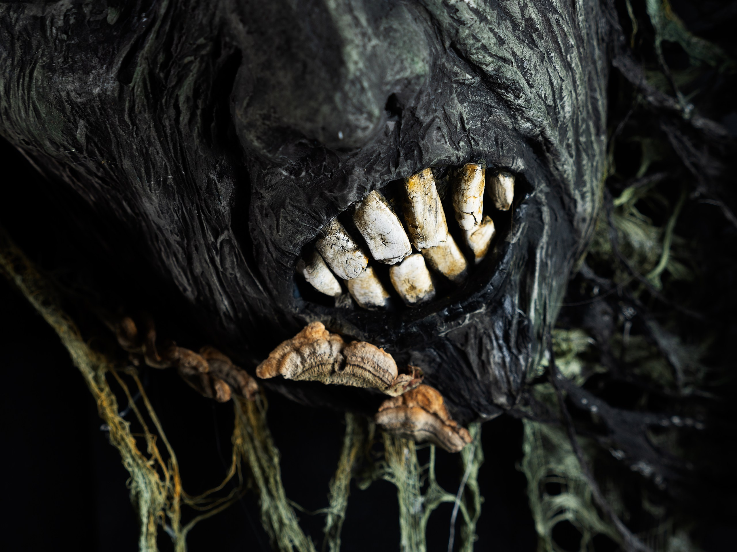 Картины. Фотограф анималист Никита Натальный