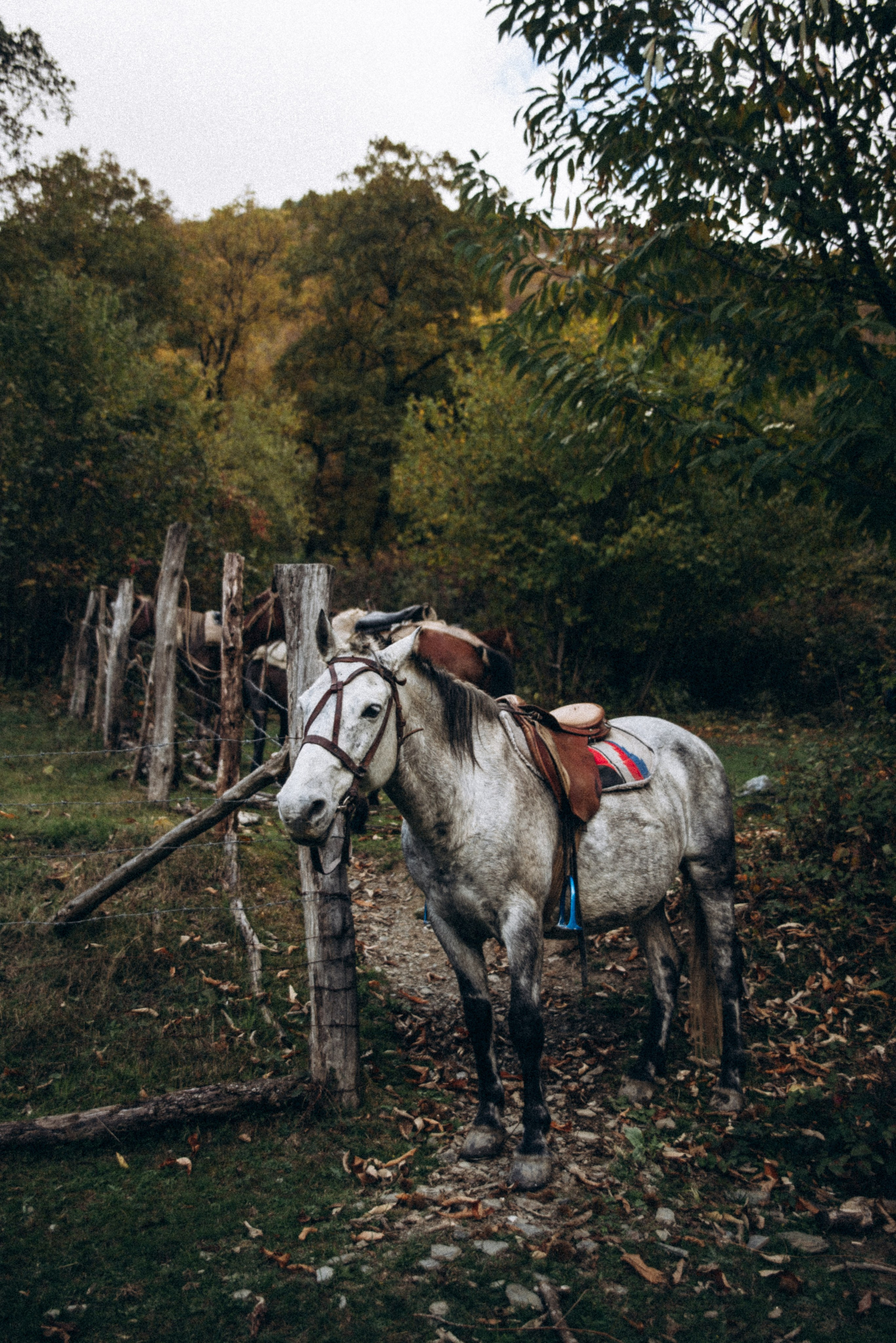 Конный поход 🇬🇪 «PVD Club». Anita_photo