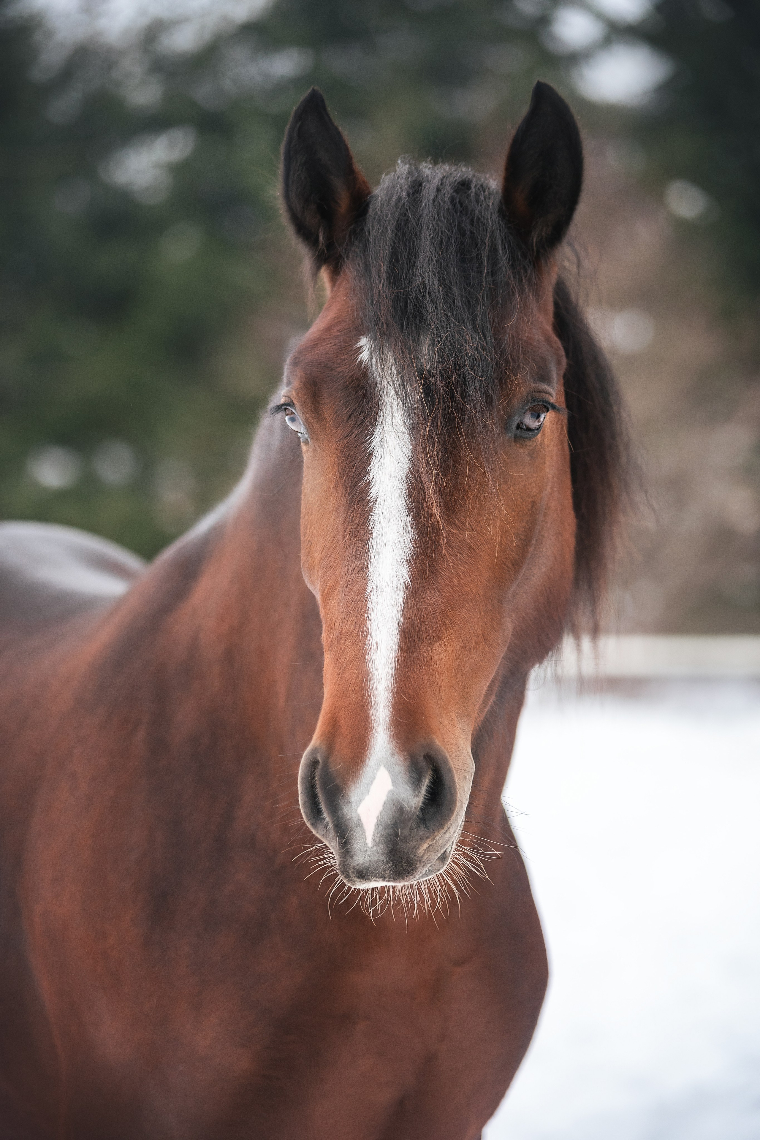 Новогодний Волконский. Конный фотограф Куракина Дарья • Фотосессии с лошадьми