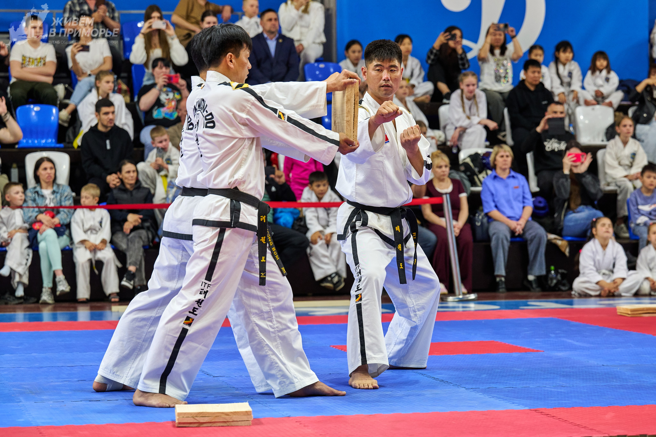 Кубок губернатора по тхэквондо. Профессиональный репортажный фотограф Инесса Иминова