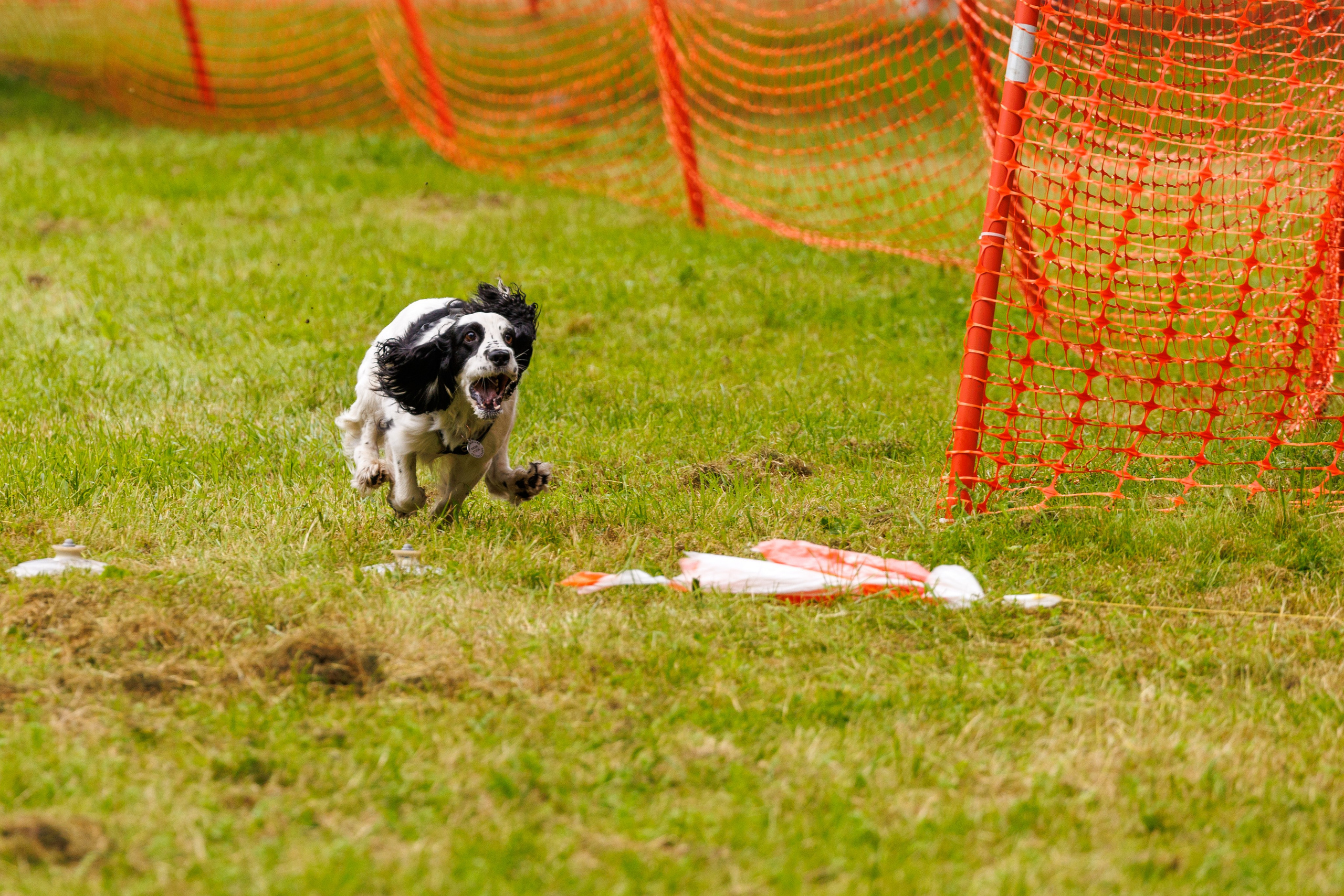 PetShopDays2026. Фотограф Александр Заломаев
