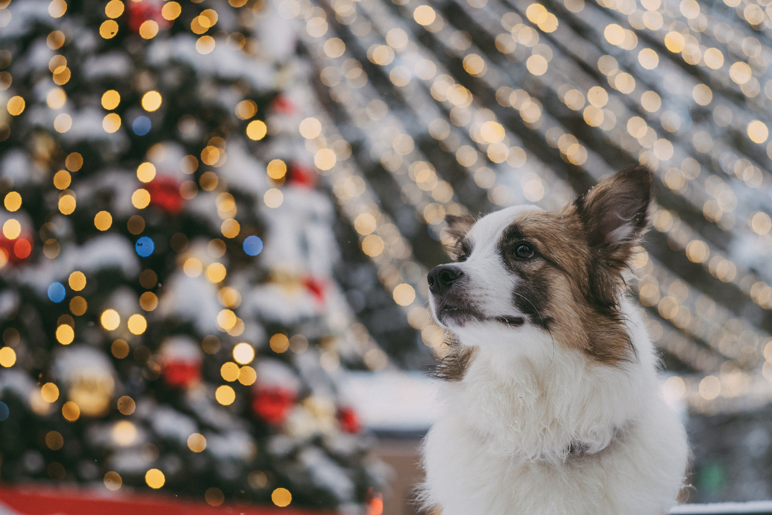 Катя, Анатолий и Елай. Фотограф анималист в Москве и Санкт-Петербурге Свиридова Анна