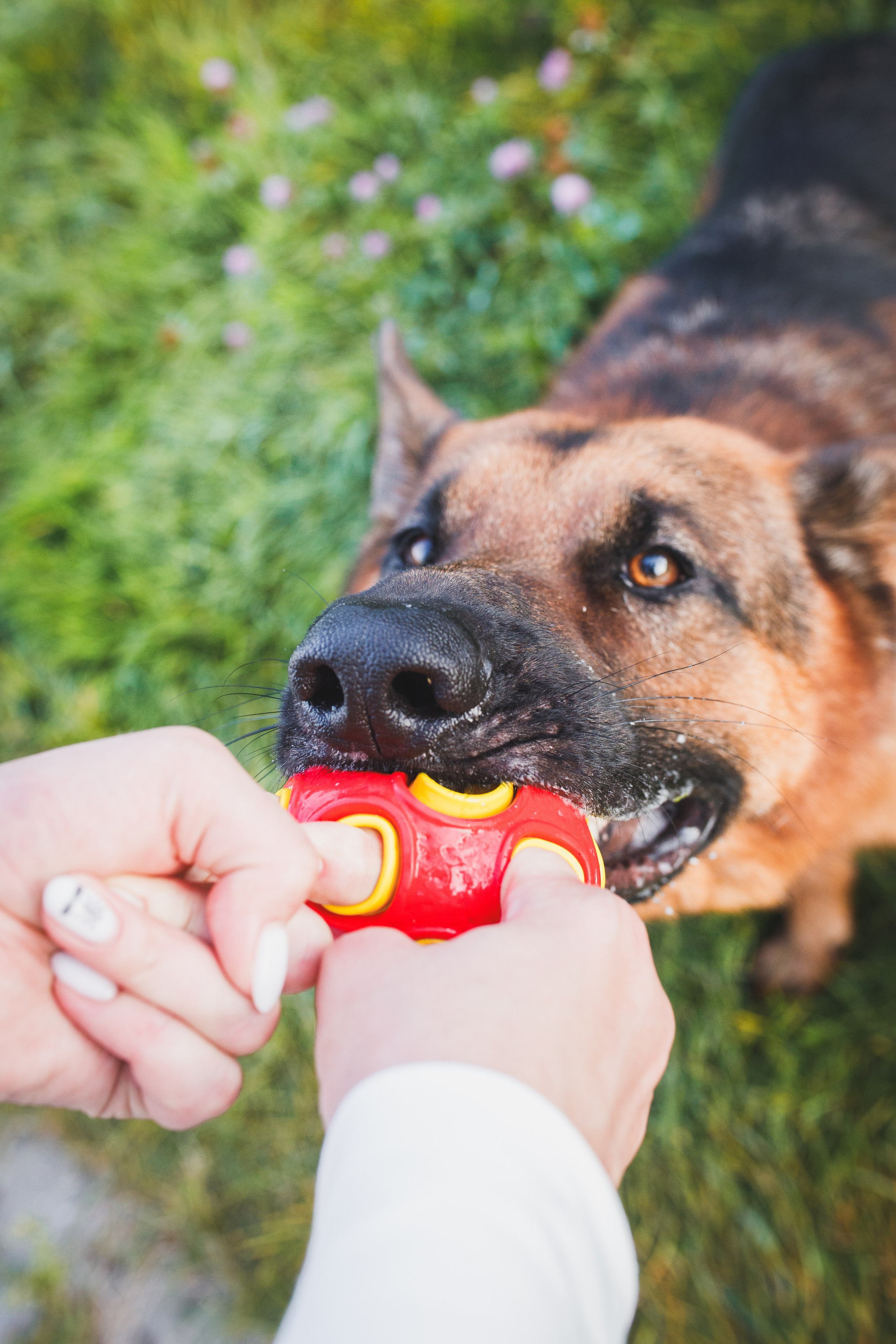Фотопрогулка молодой девушки и ее собаки летним утром в парке. Семейный и школьный фотограф в Москве Анна Ткач