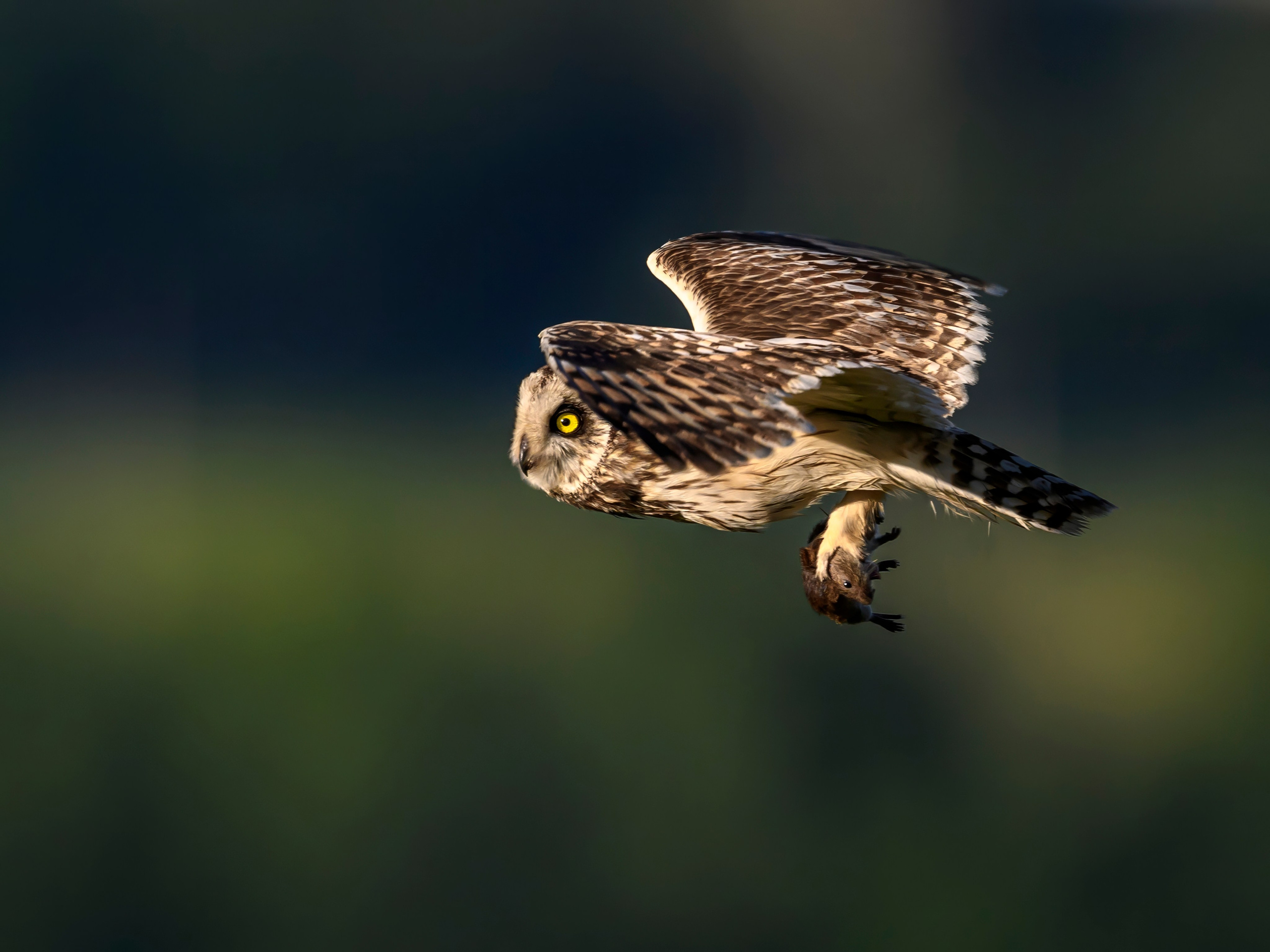 Охота совы. Фотограф Сергей Пупонин