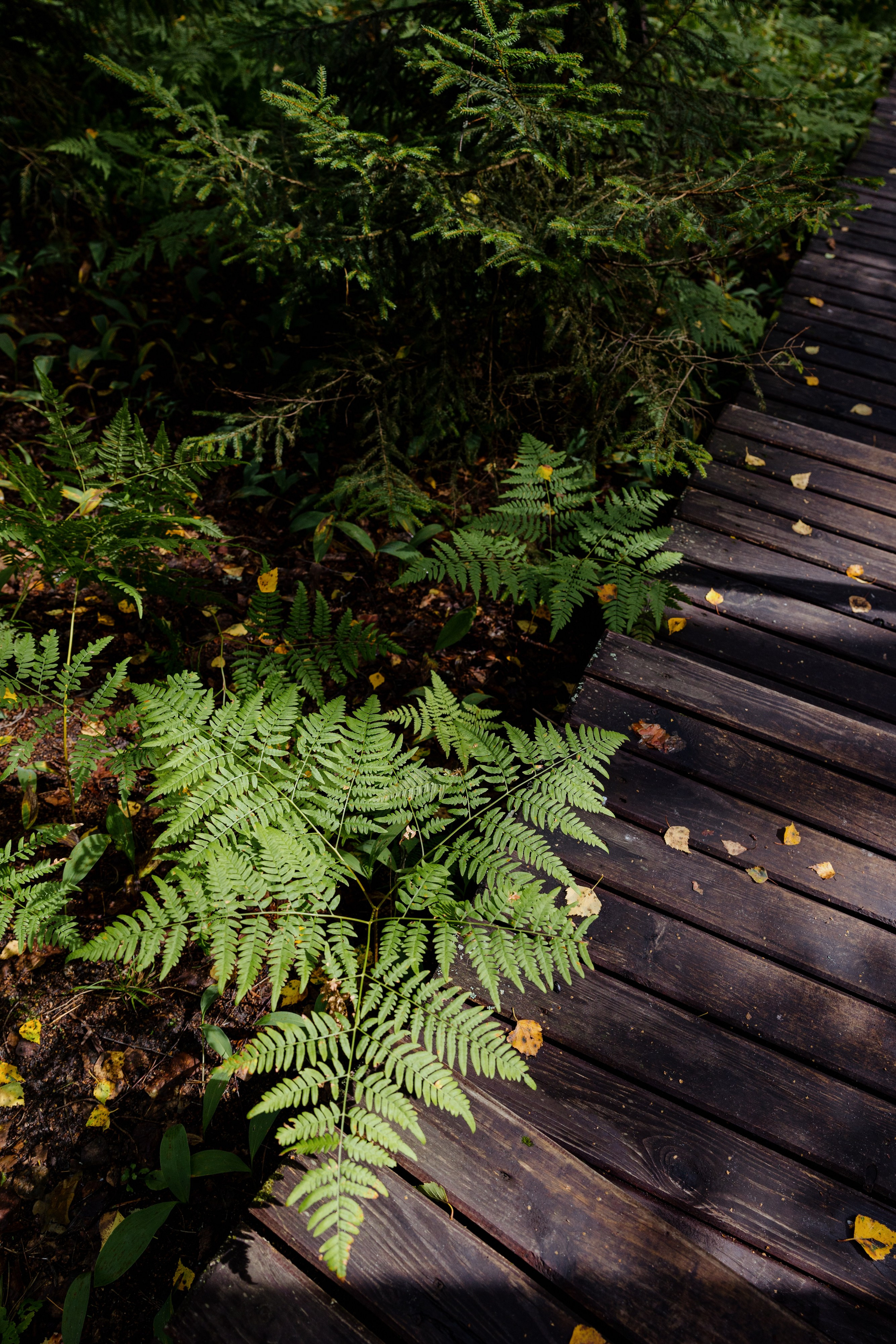 Свадьба в кантри хоум. Артем Розанов фотограф в Иванове фотограф в Кинешме