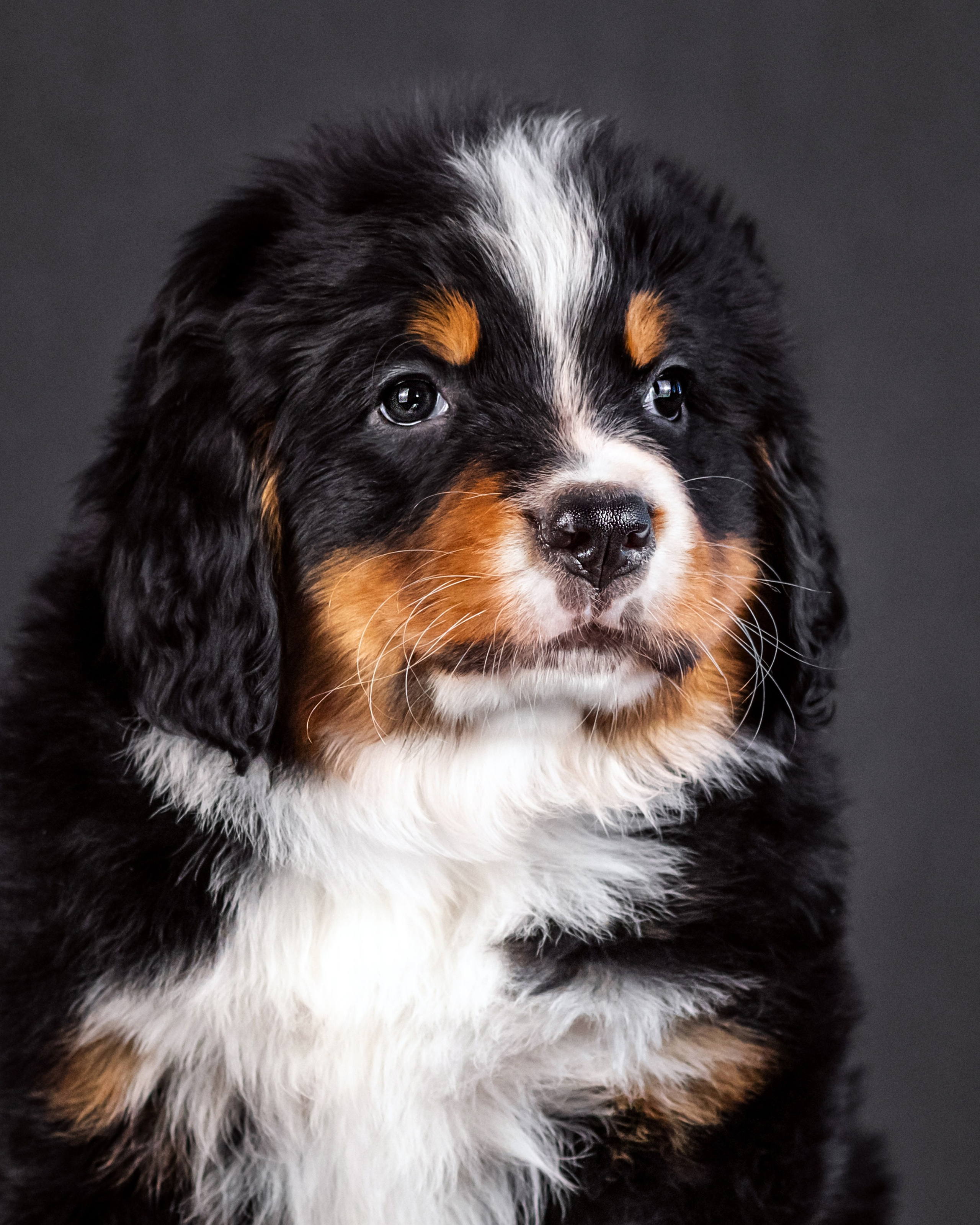 Берны. Фотограф анималист Аня Ливанова | Рыбинск