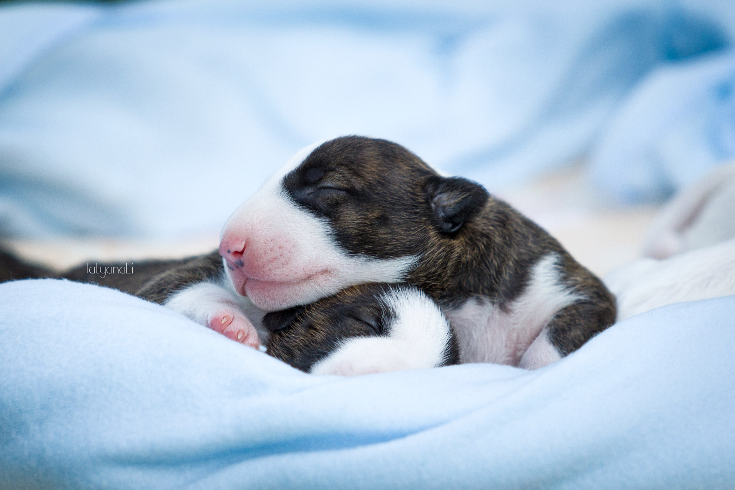 Стандартный бультерьер. Фотограф — анималист Татьяна Ли