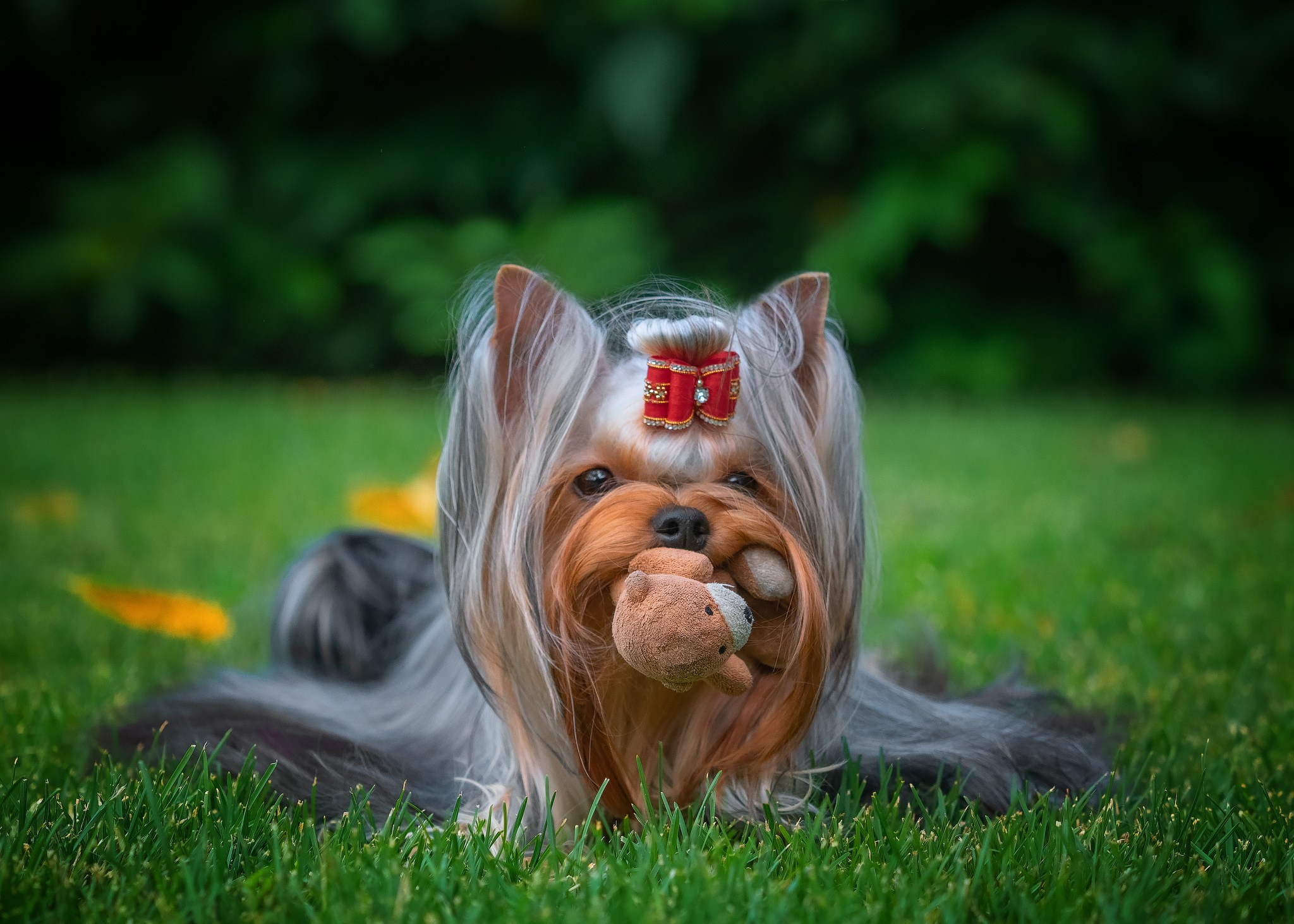 Разные породы