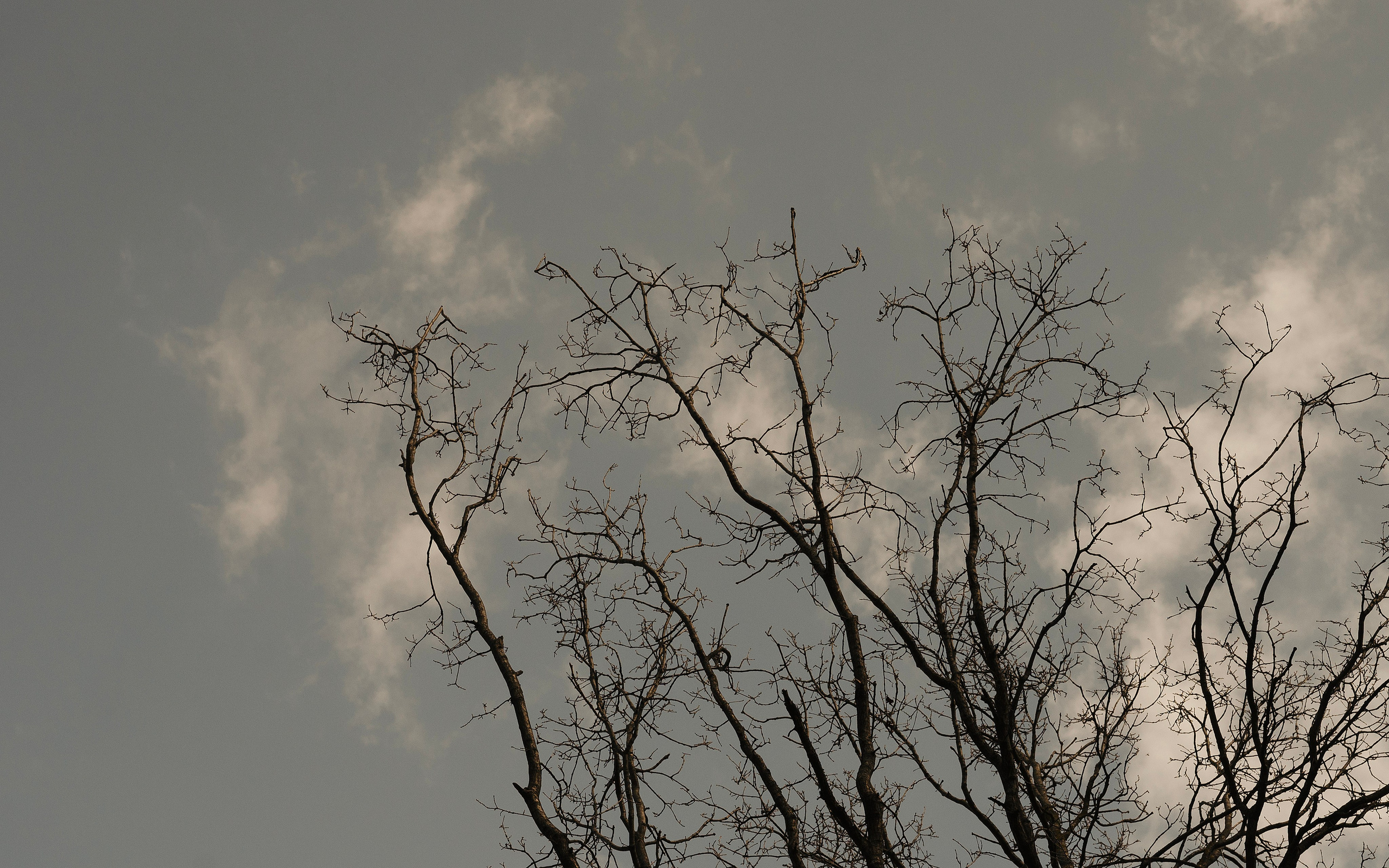 Юнки. Фотограф- анималист Александра Матвеева