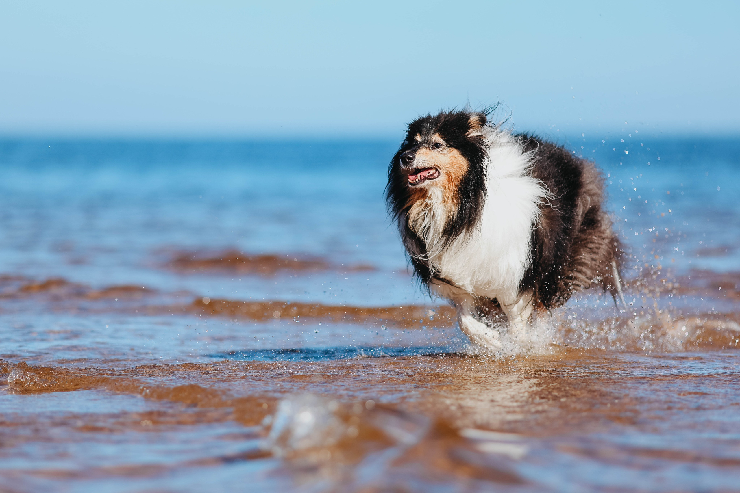 На природе. Фотограф- анималист Санкт-Петербург