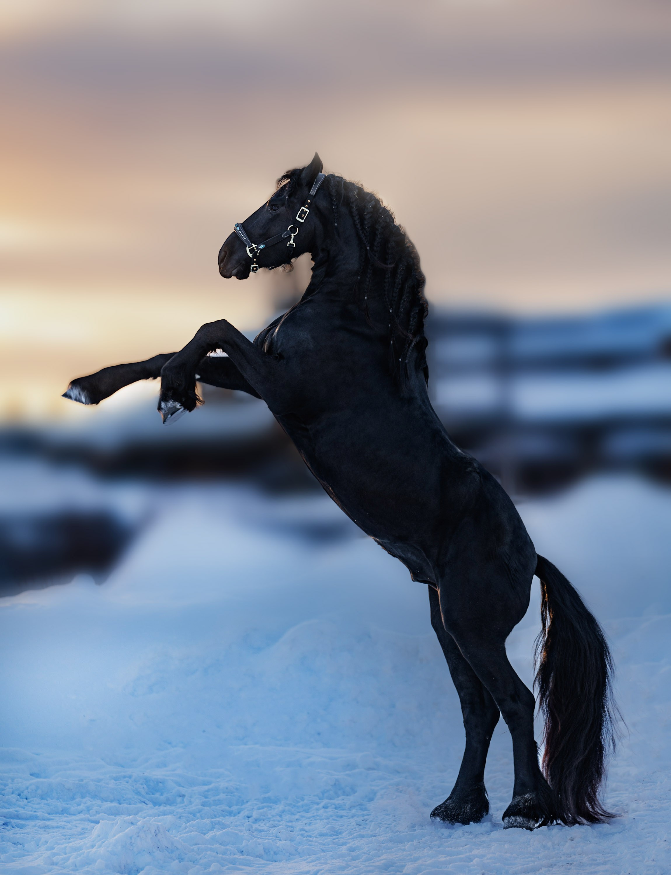 Аренда лошадей для фотосессии в Петрозаводске. Фотограф Варвара Ермоленко