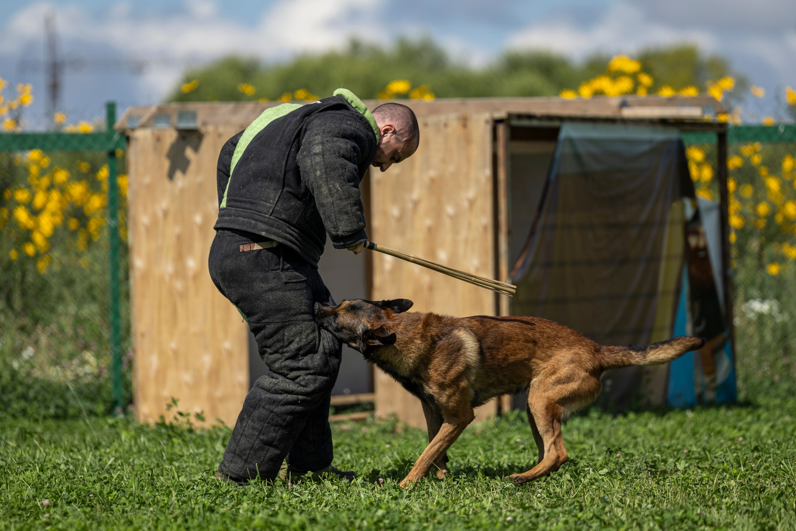 Соревнования по Мондьорингу г. Вологда 10-11.08.2024. Фотограф-анималист Анна Маринич