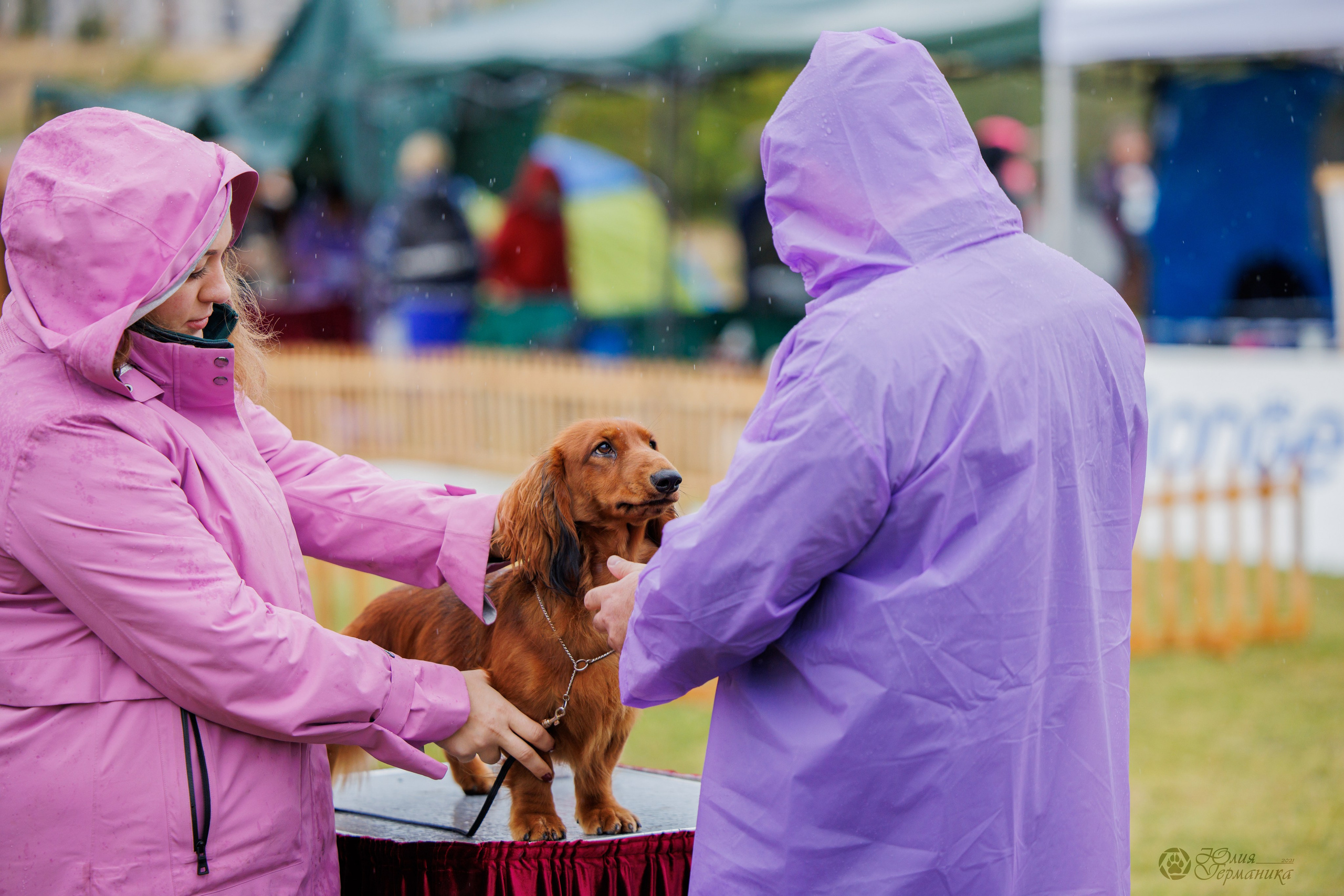 Армения,Ереван 3хCACIB 15-17.10.2024. Фотограф-анималист Юлия Германика