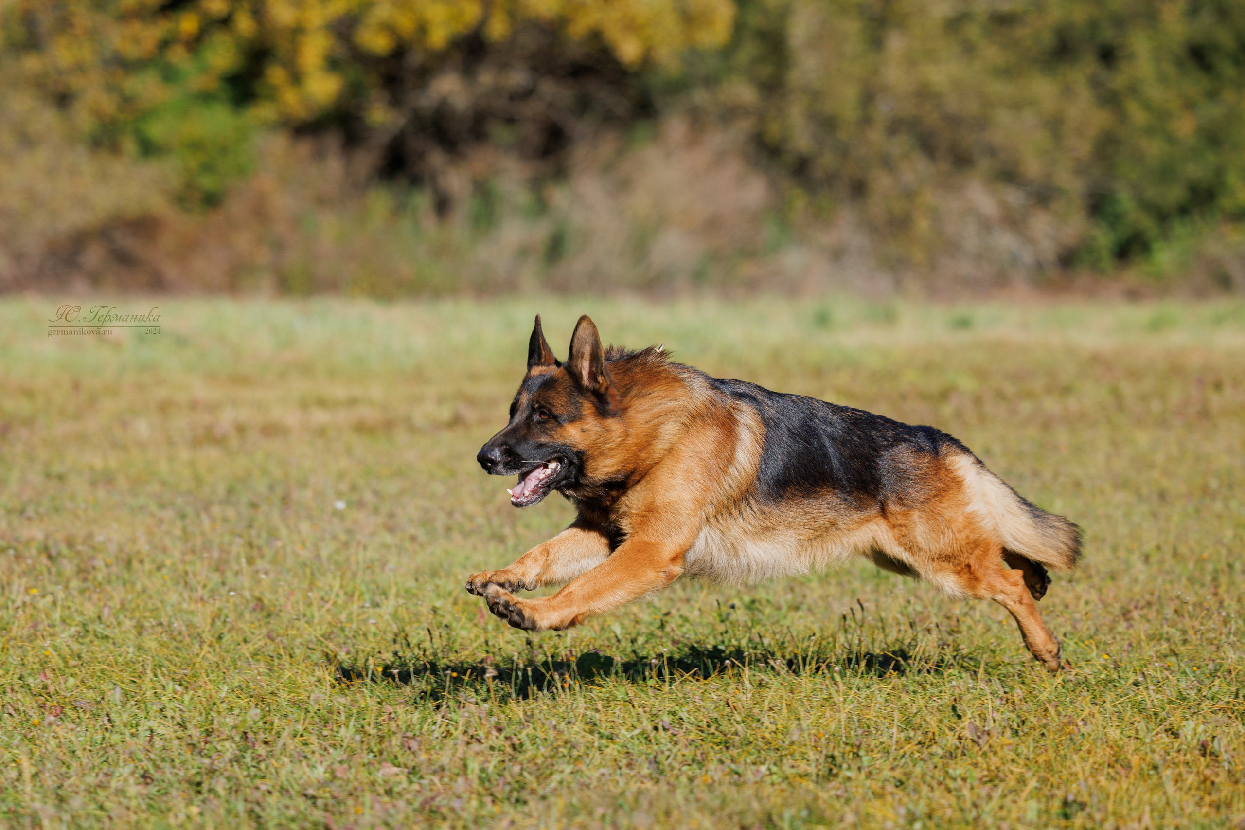 Тверь немецкие овчарки 22.09.2024. Фотограф-анималист Юлия Германика