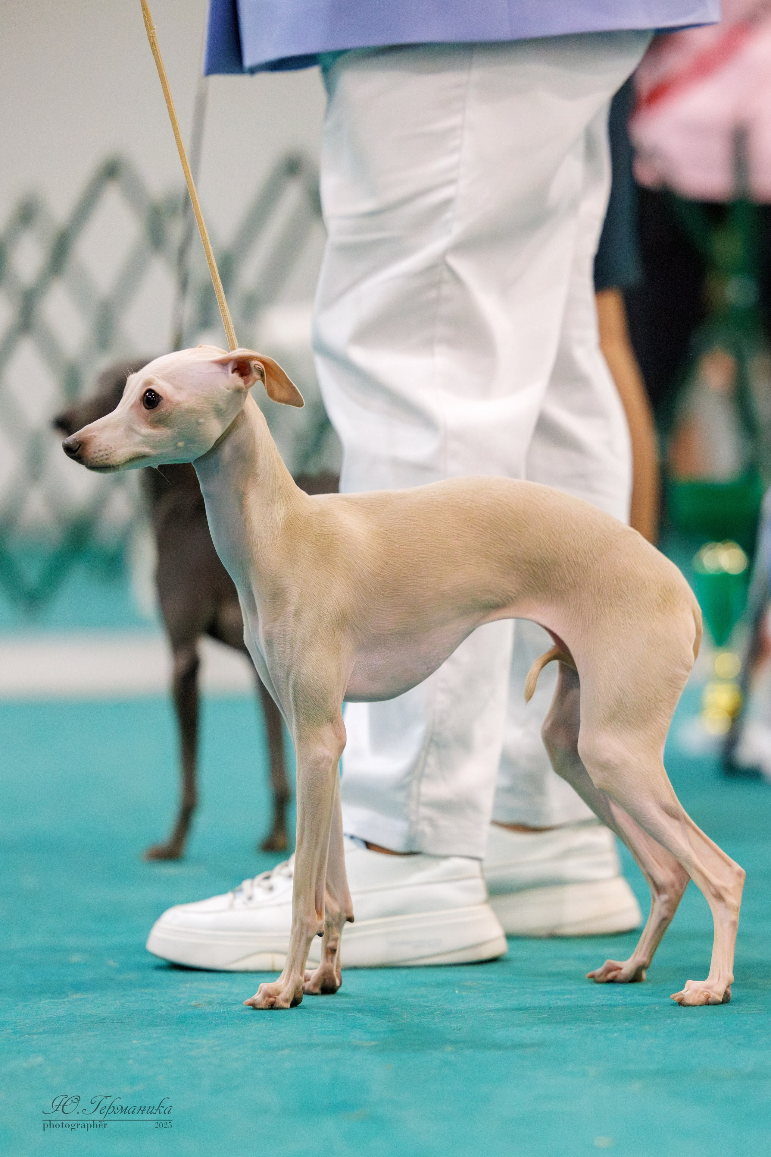 Гран-При 8.02.2025 и Крокус 09.02.2025. Фотограф-анималист Юлия Германика