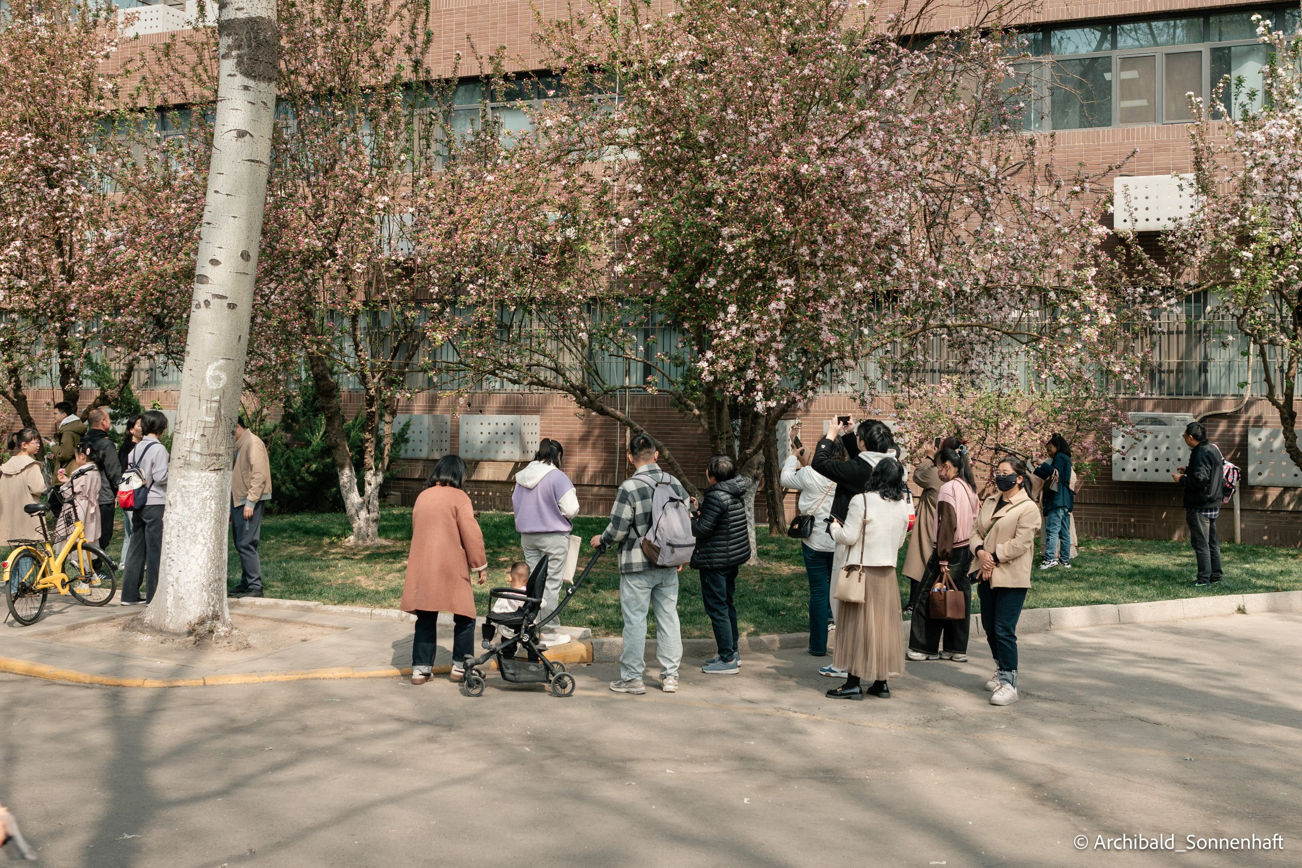 TJU blooming fest. Photographer in Guangzhou, China. Archibald Sonnenhaft