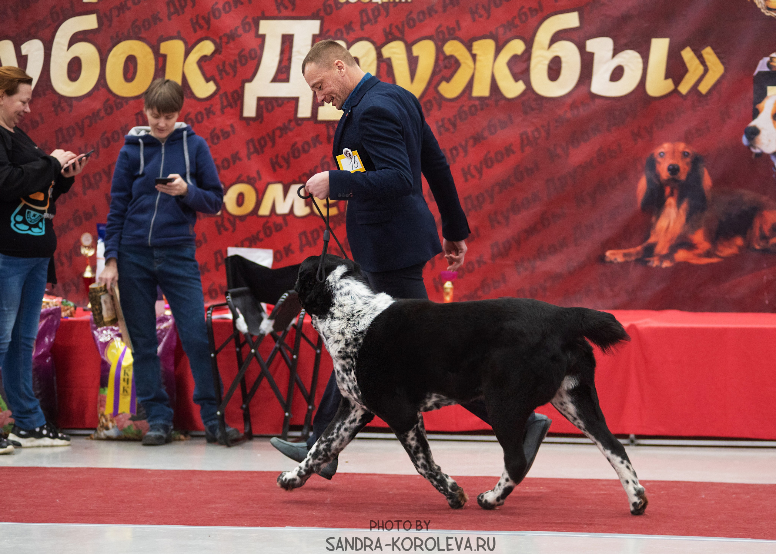 Выставка собак тюмень 10.12.2022. Дог-фотограф в Тюмени Александра Королева