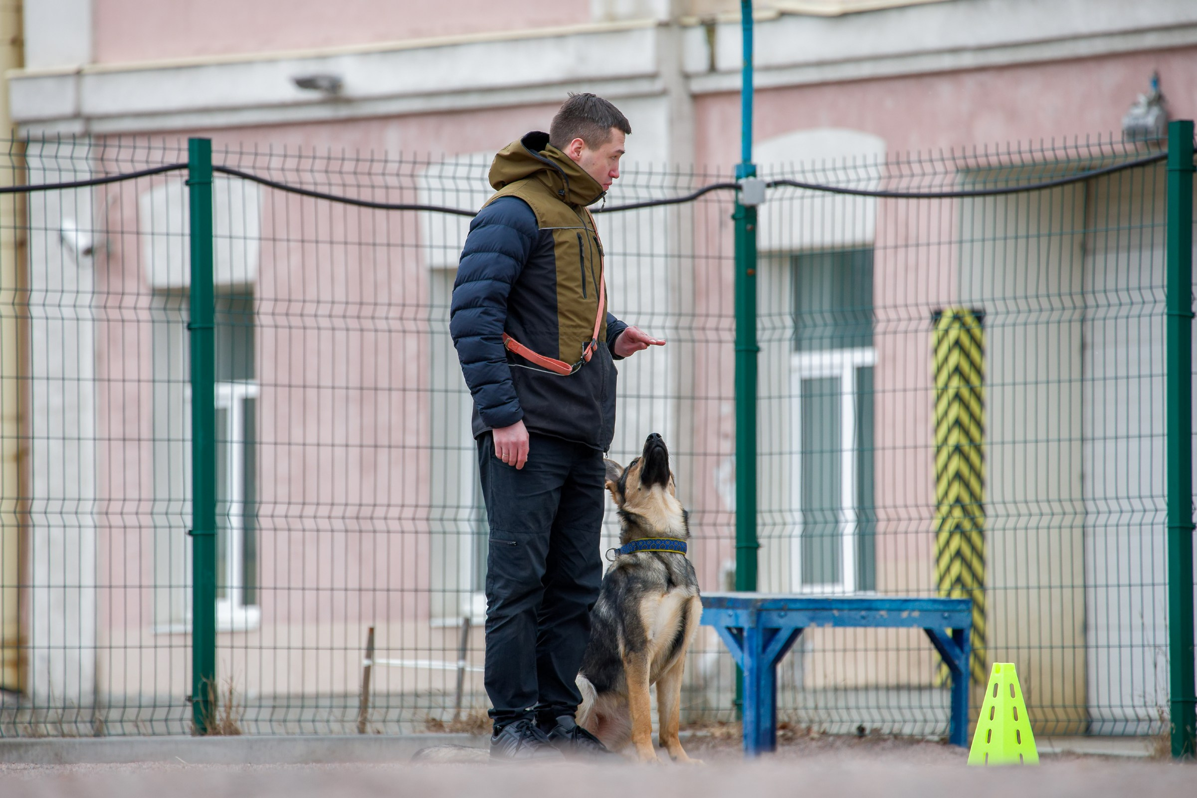Соревнования «Пошагаем?» от школы дрессировки «Шаги». Irenephoto.ru