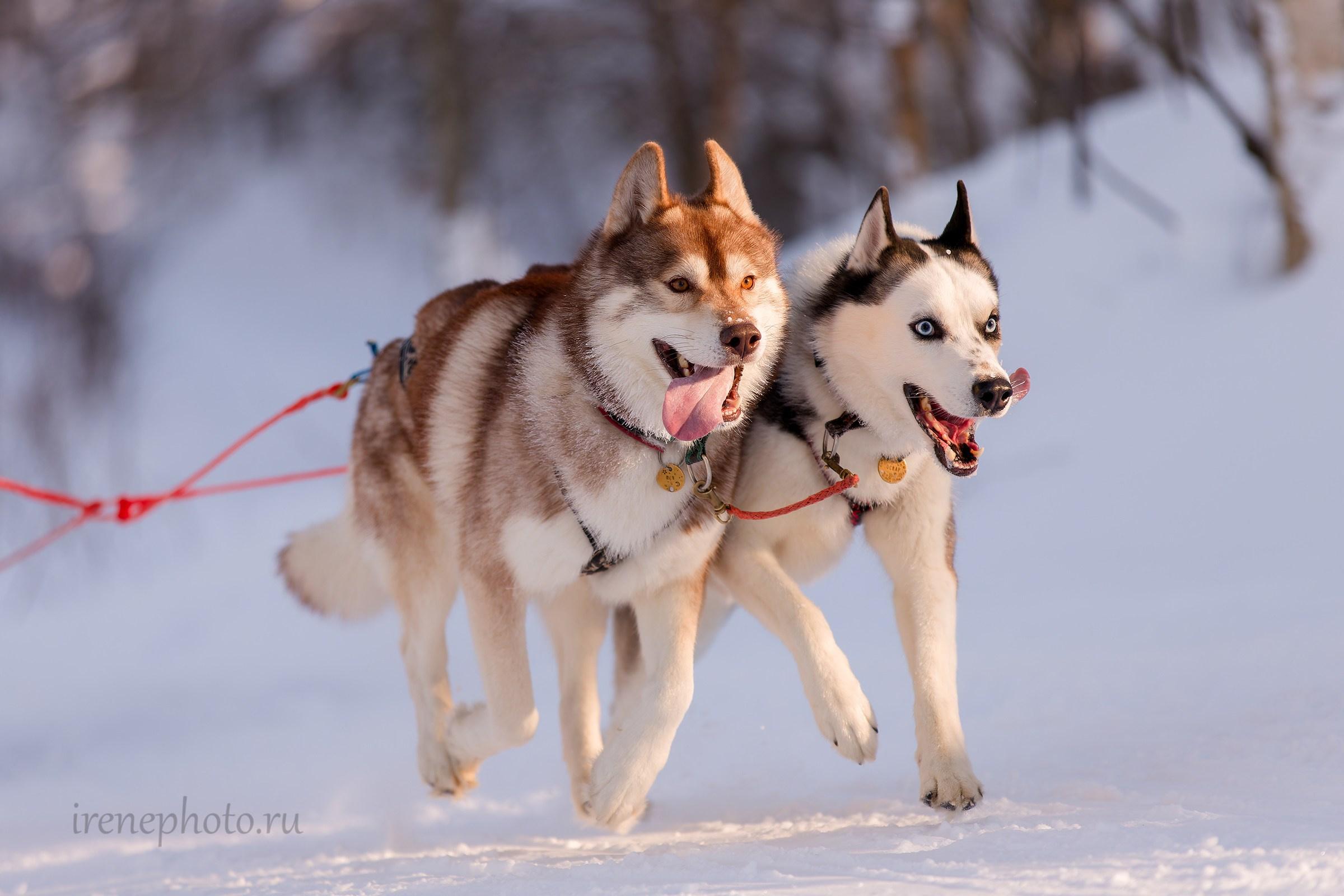 Чемпионат и Первенство Ленобласти — зима 2026. Irenephoto.ru