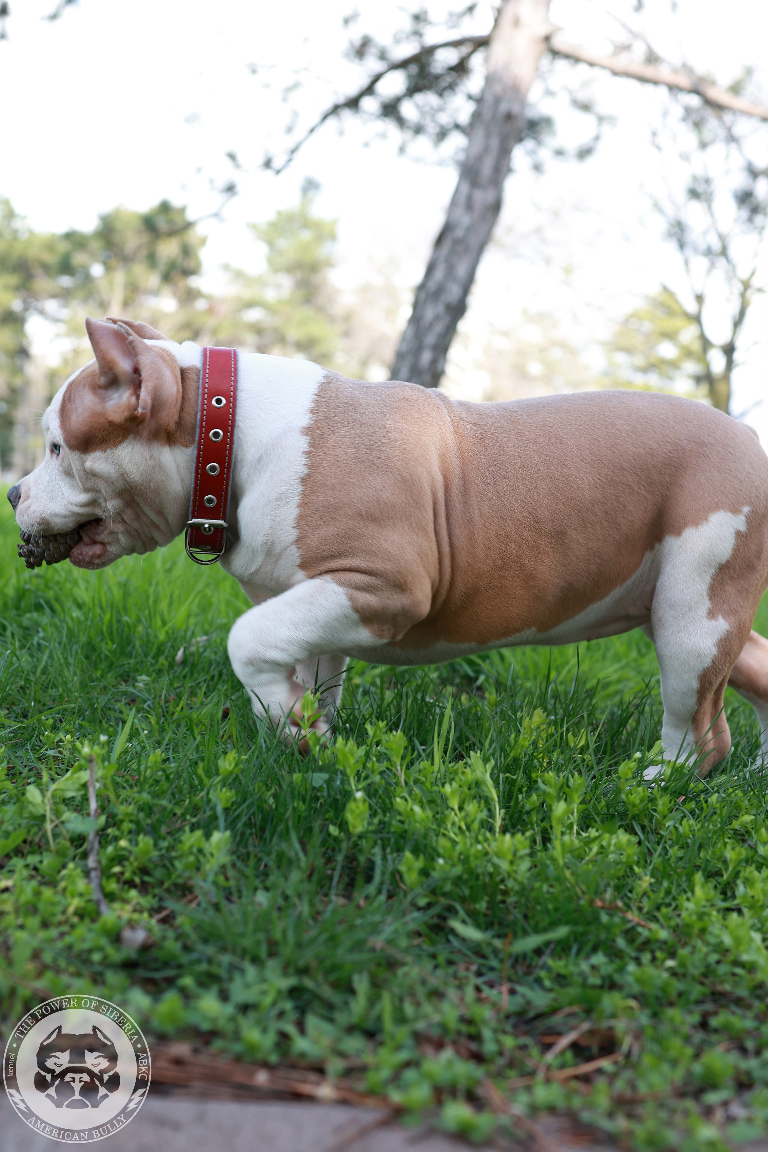 13.12.25-Мия-Турук. Американский Булли в г. Ростов-на-Дону. Питомник THE POWER OF SIBERIA