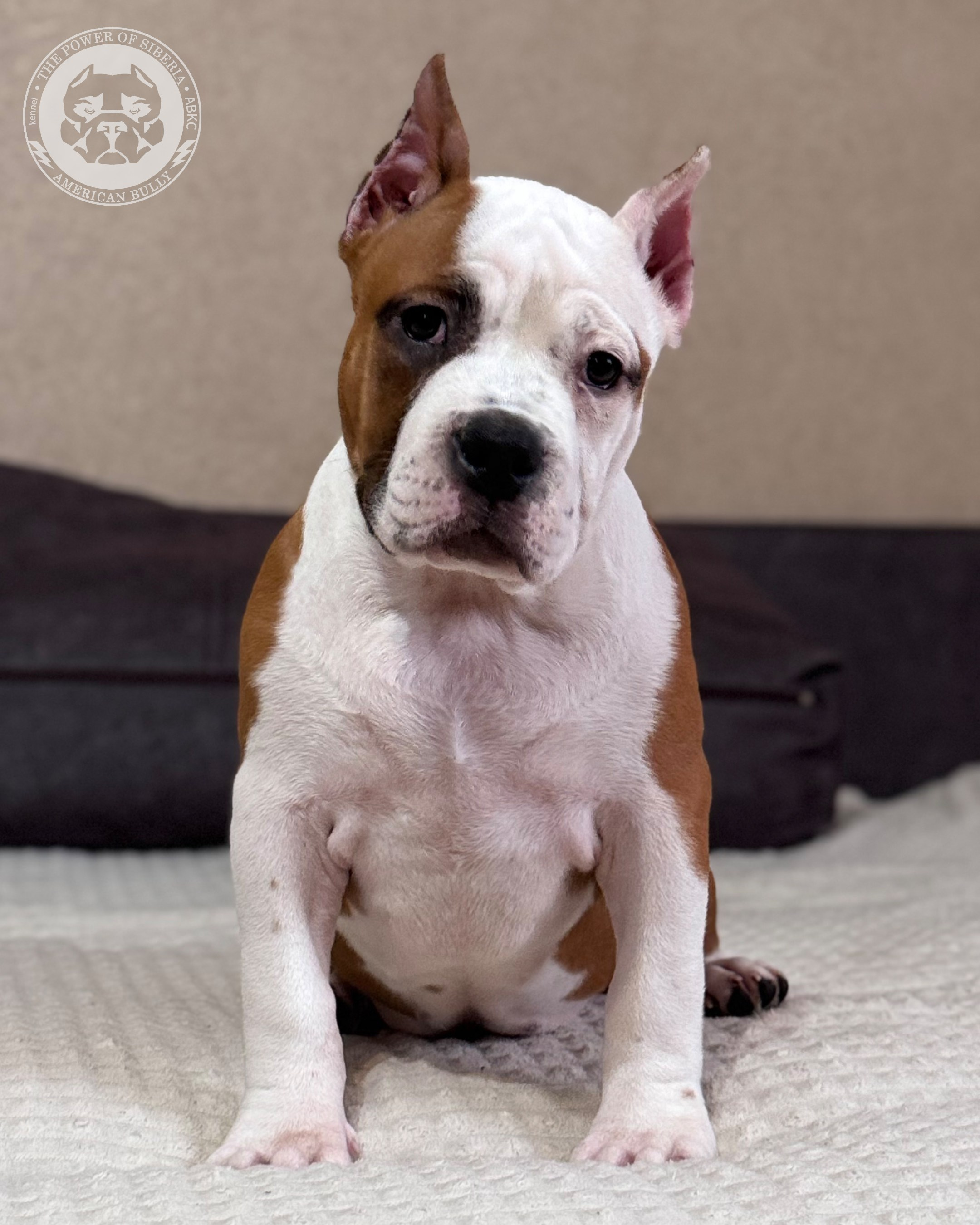 Свободные щенки Американский Булли, в типах покет, классик, стандарт. Американский Булли в г. Ростов-на-Дону. Питомник THE POWER OF SIBERIA