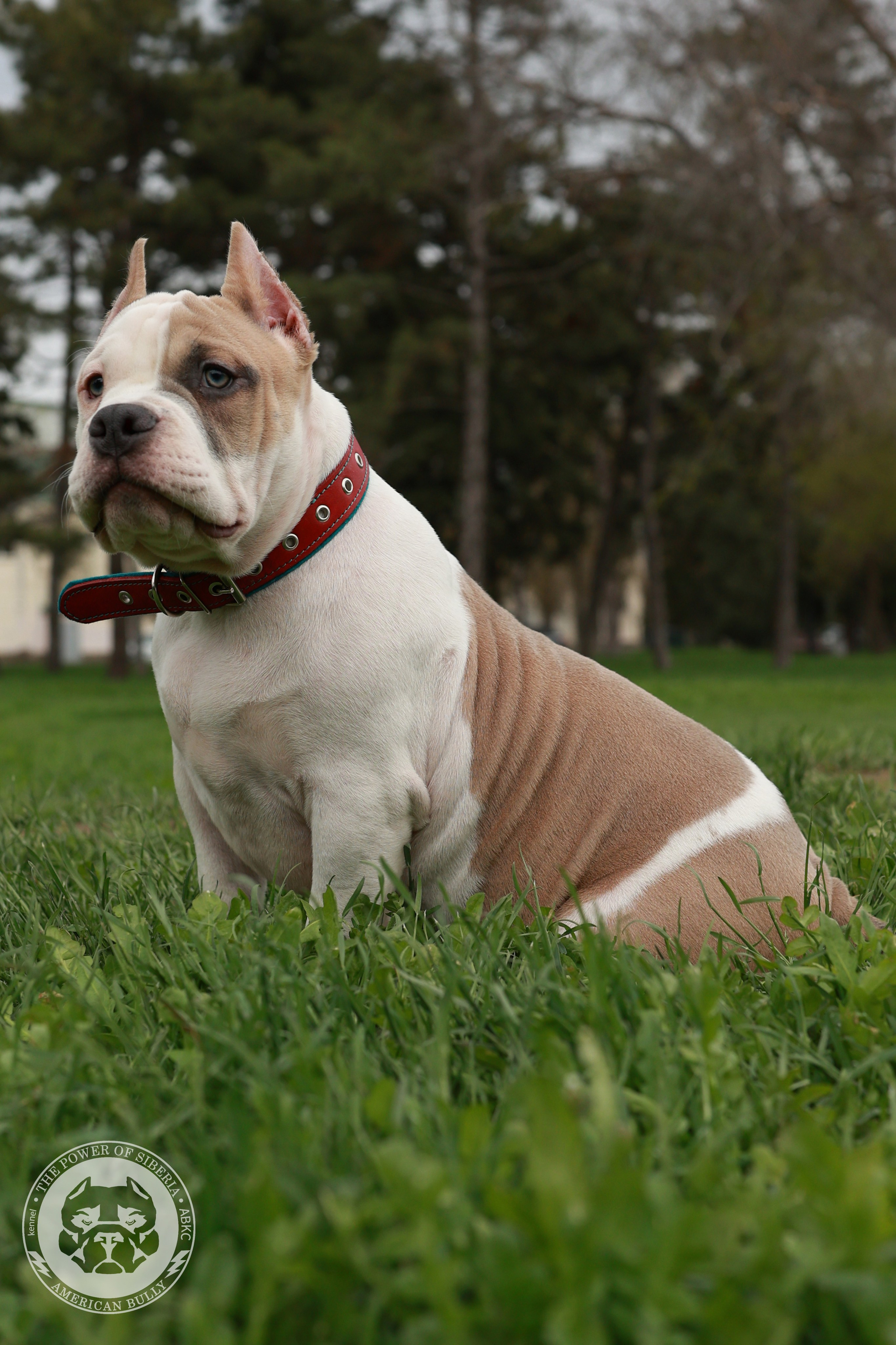 Свободные щенки Американский Булли, в типах покет, классик, стандарт. Американский Булли в г. Ростов-на-Дону. Питомник THE POWER OF SIBERIA