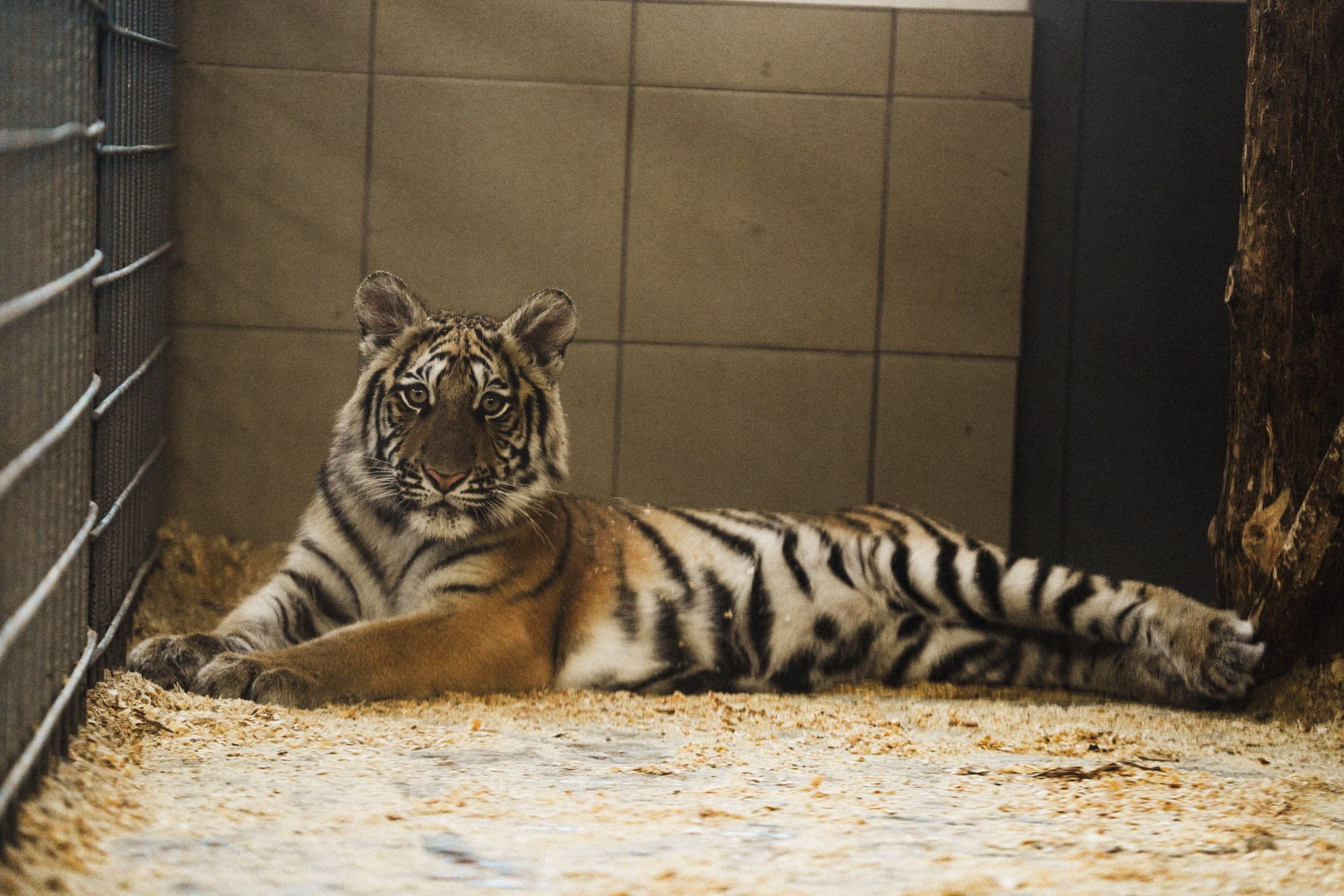 Карельский зоопарк. Zekons. Фото, видео, нейросети