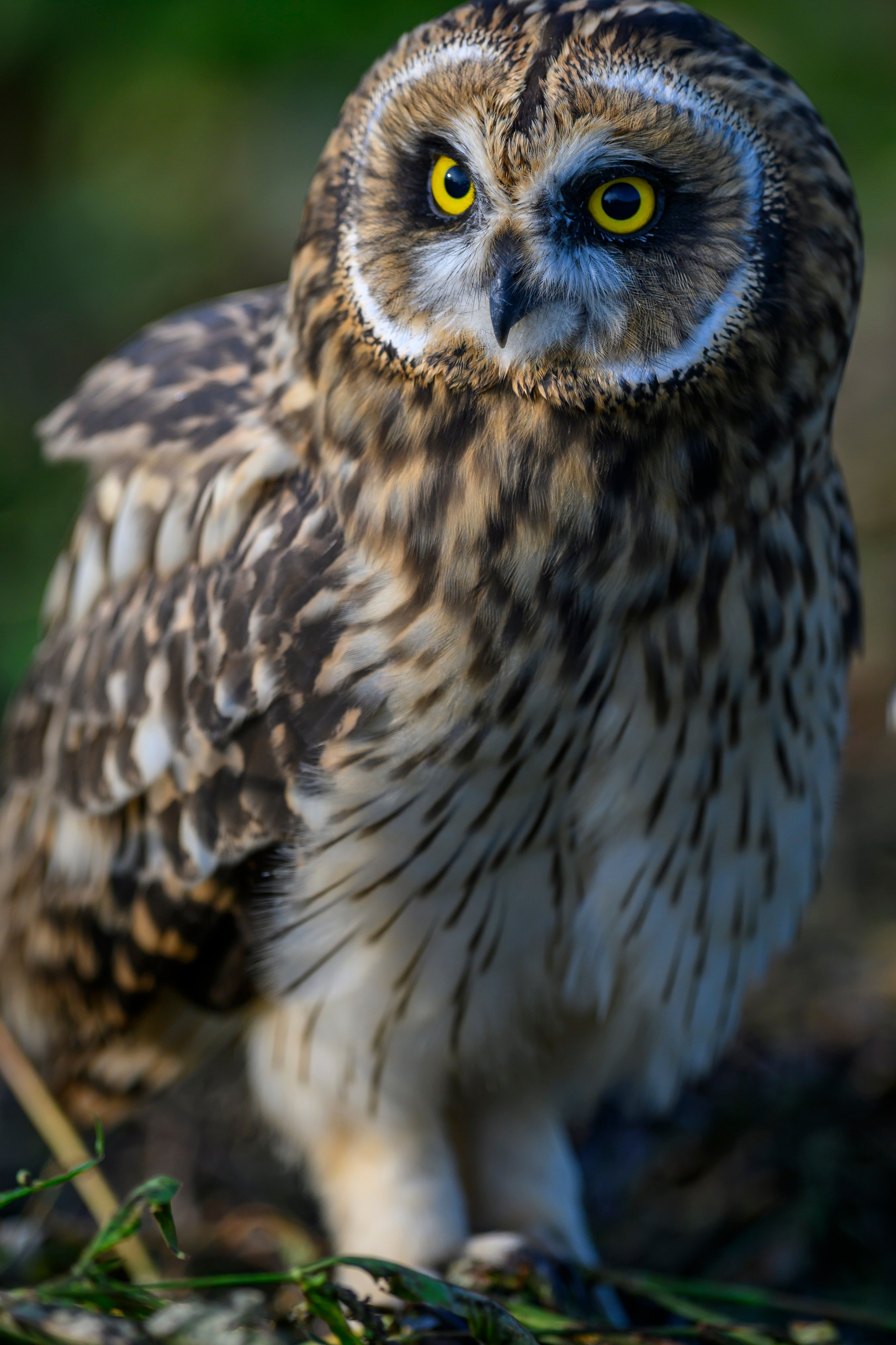 Short eared owl. Wildlife photography by Sergey Puponin