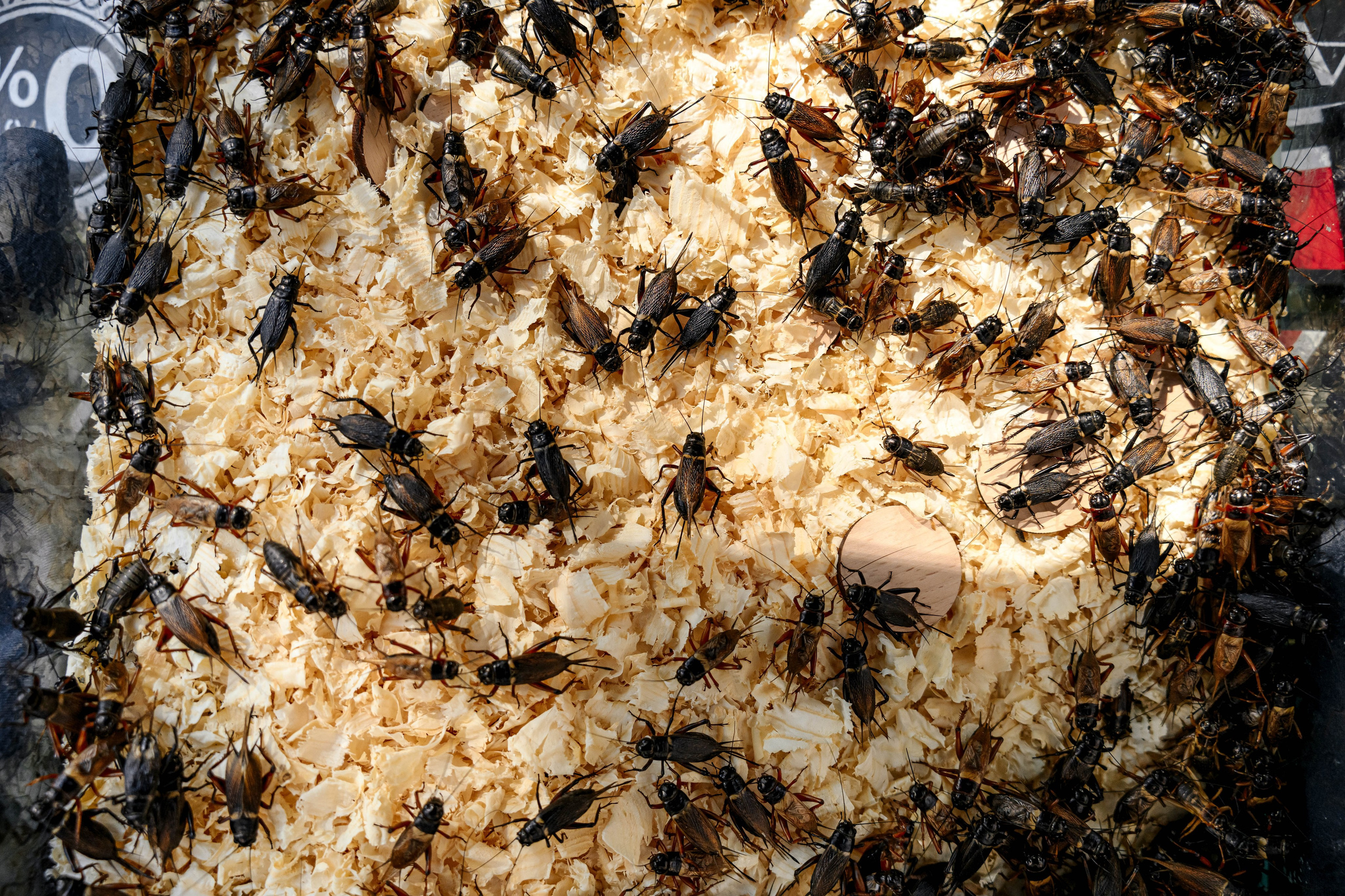 AVLON. Максим Комаров — Профессиональный фотограф