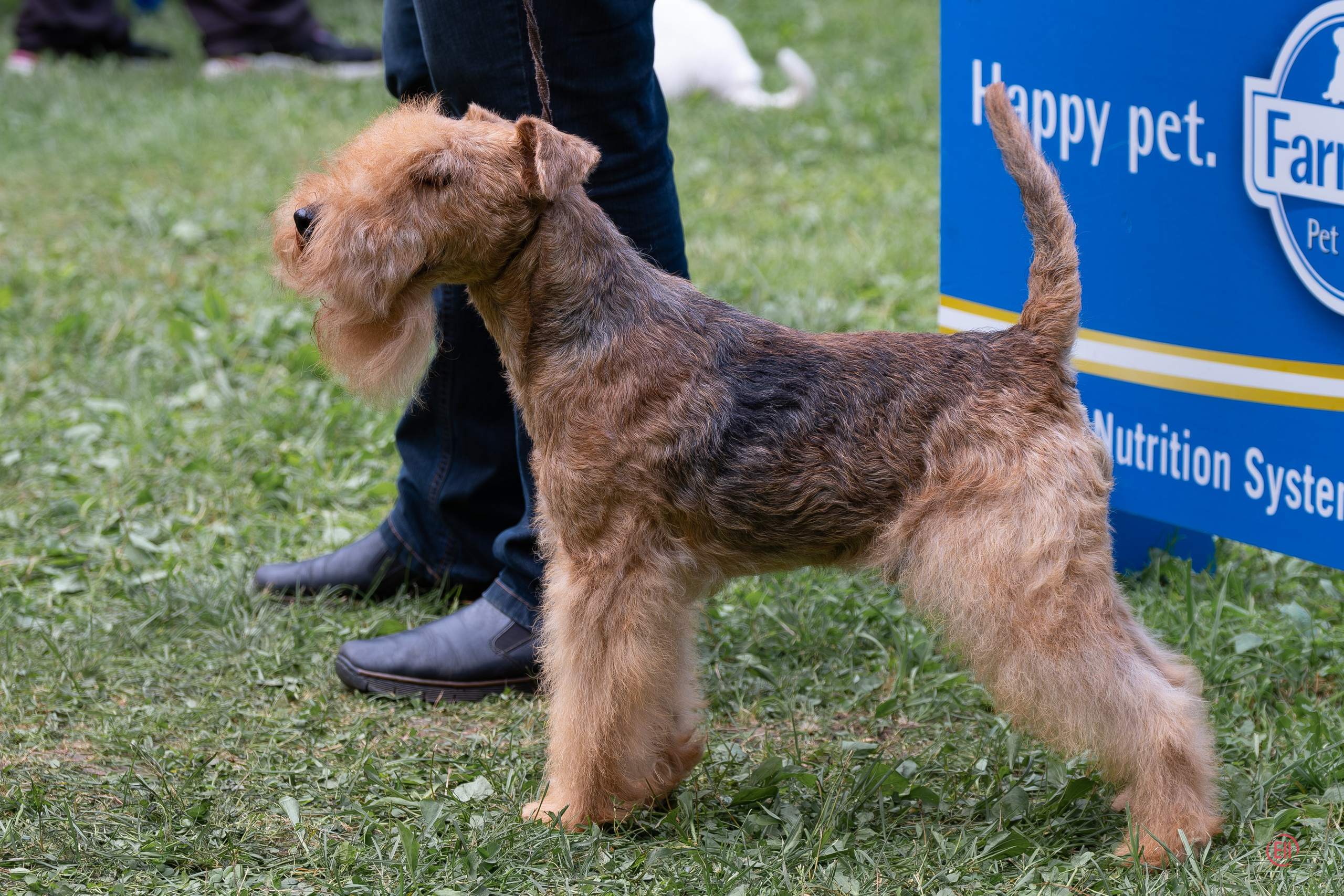 Друг человека. Фотограф в Москве