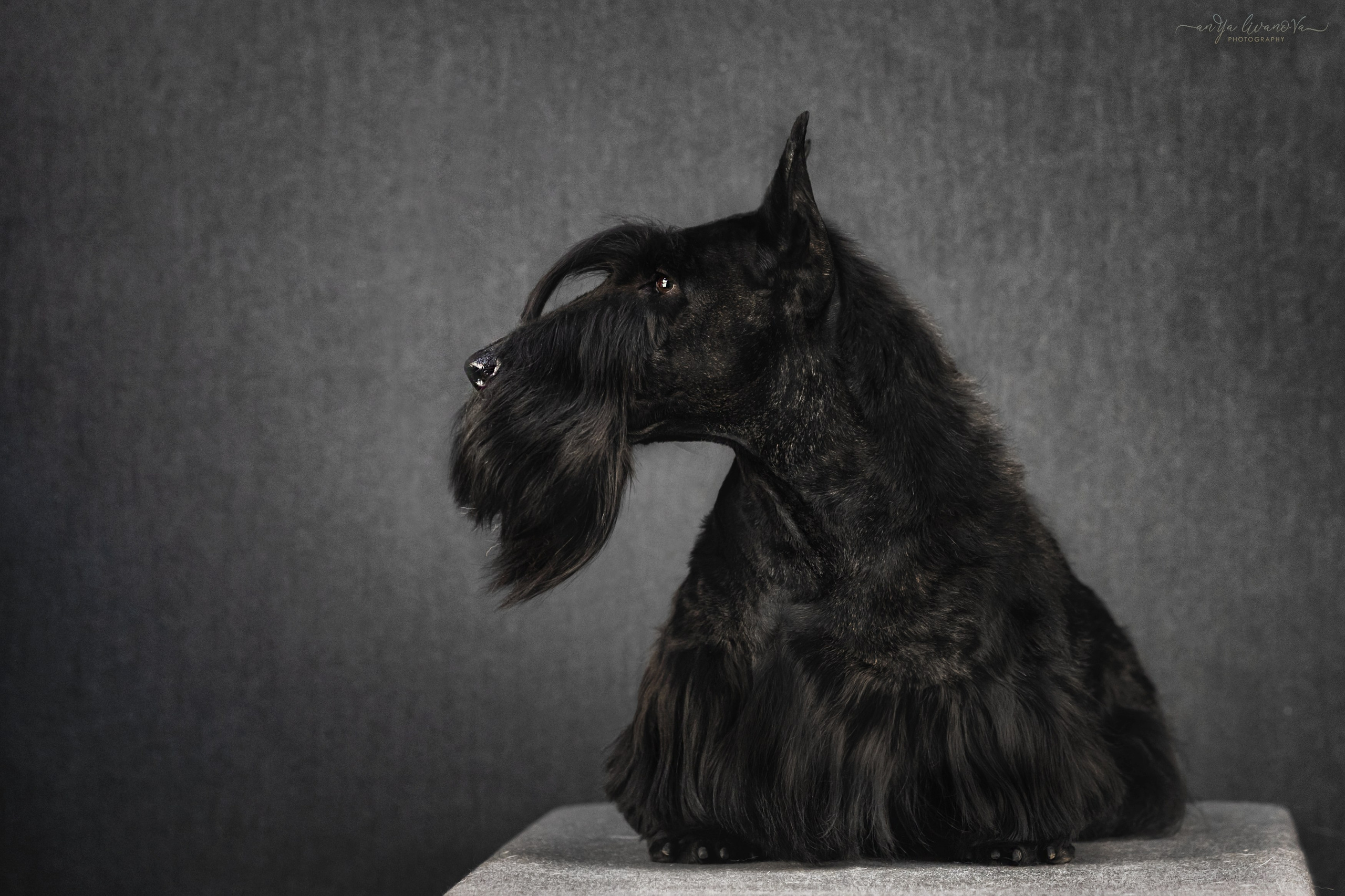 Фант. Фотограф анималист Аня Ливанова | Рыбинск