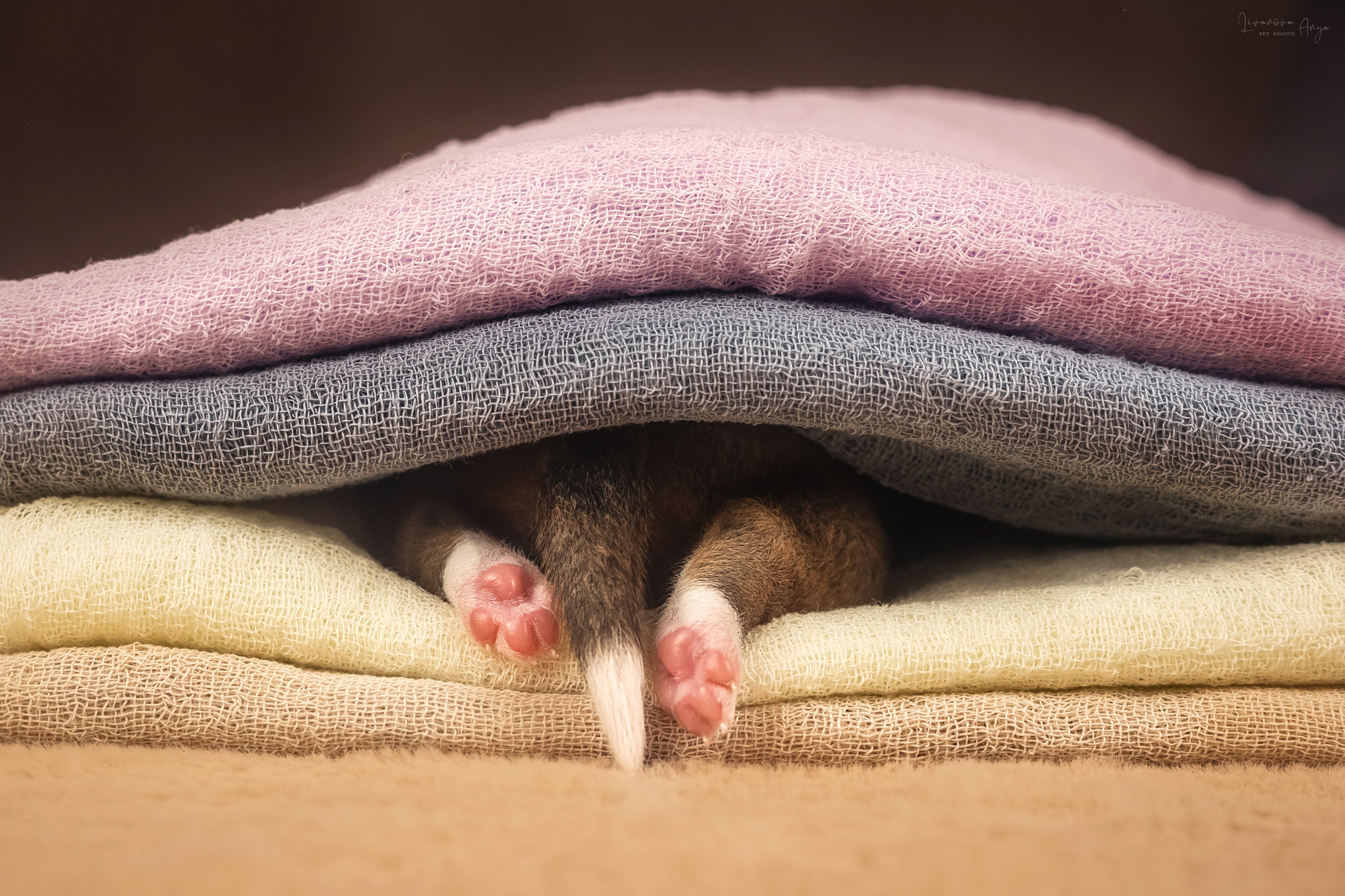 Басеньки. Фотограф анималист Аня Ливанова | Рыбинск