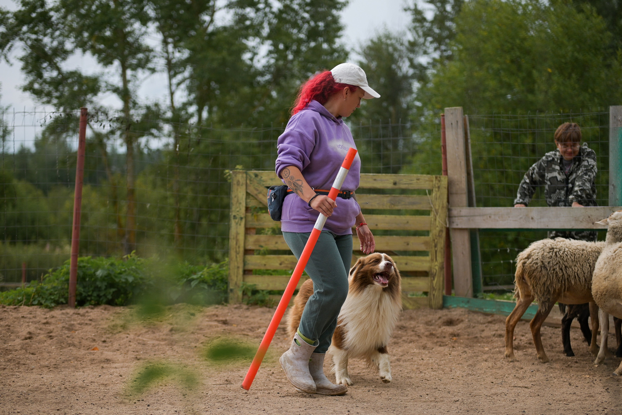 Пастьба собак. Творческий фотограф Вологда