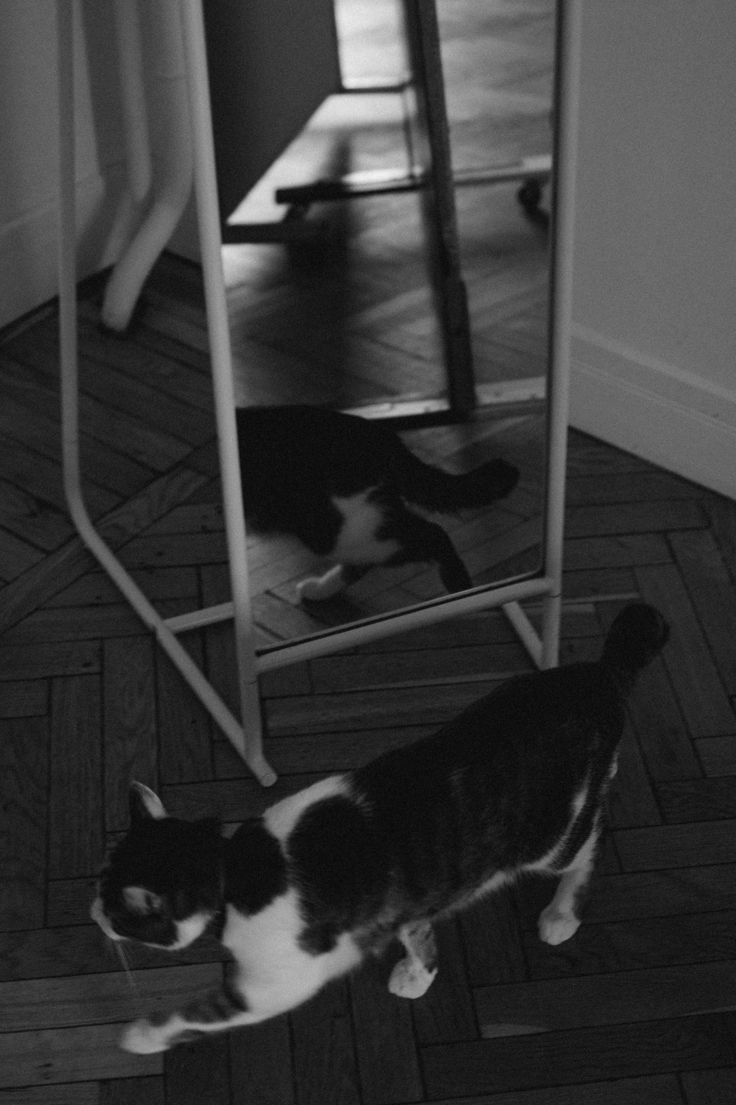 Ксюша и Яша. Фотораф — анималист Мария Шистка